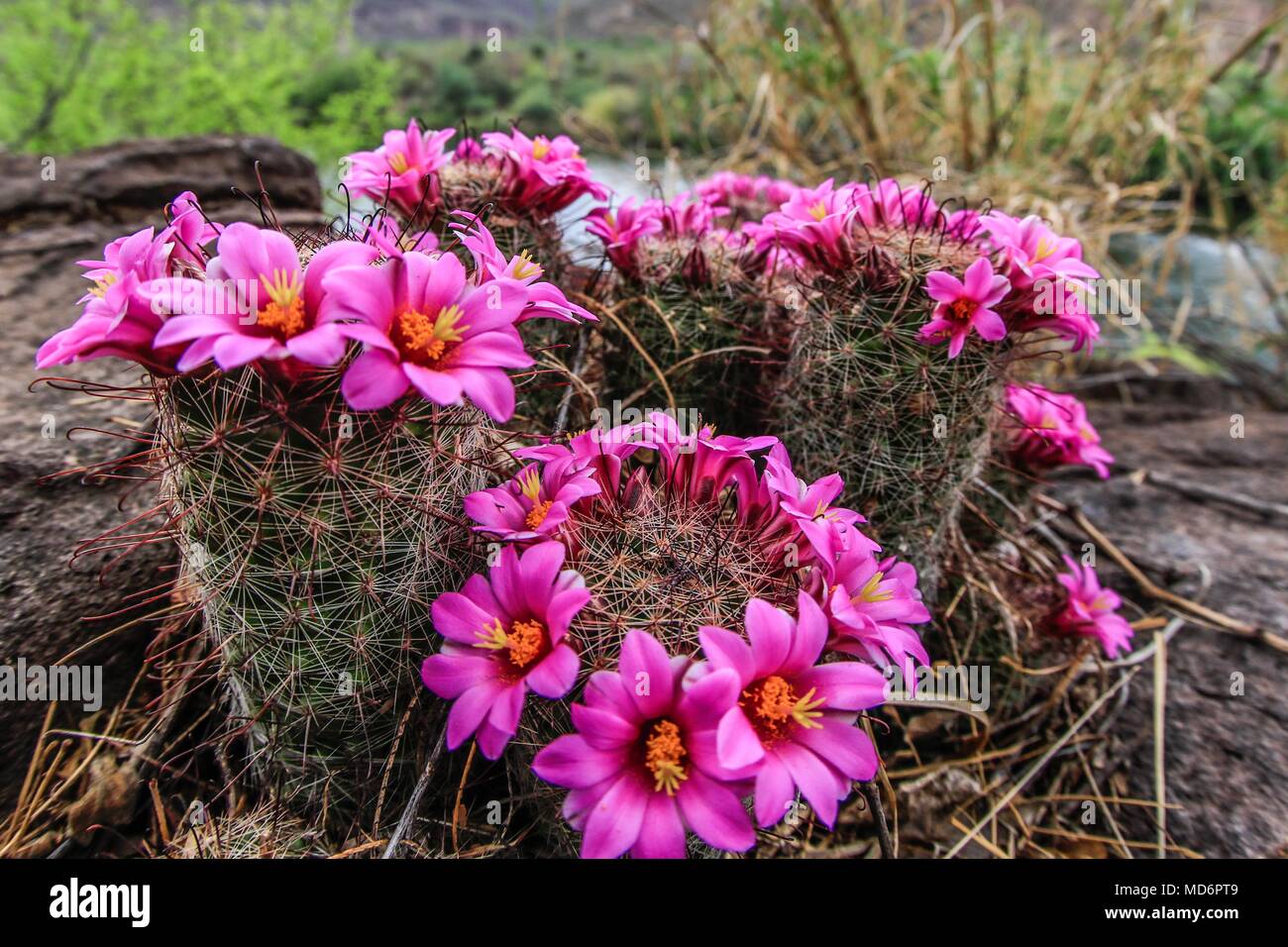 Rio Yaqui, in der Gemeinde von Soyopa., Sonora, Mexiko. ** © Foto: © LuisGutierrez/NortePhoto.com Rio Yaqui localizado en el municio de Sonora Mexiko. © Foto: © LuisGutierrez/NortePhoto.com Stockfoto