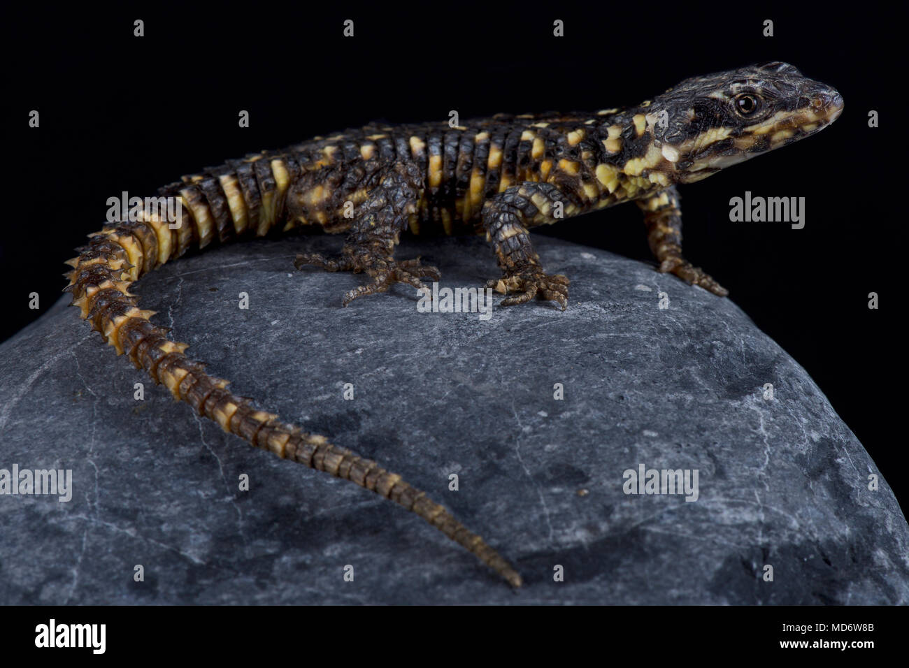 Die Barberton dragon Lizard (Smaug warreni barbertonensis) endemisch auf der Barberton Region, Provinz Mpumalanga, Südafrika. Stockfoto