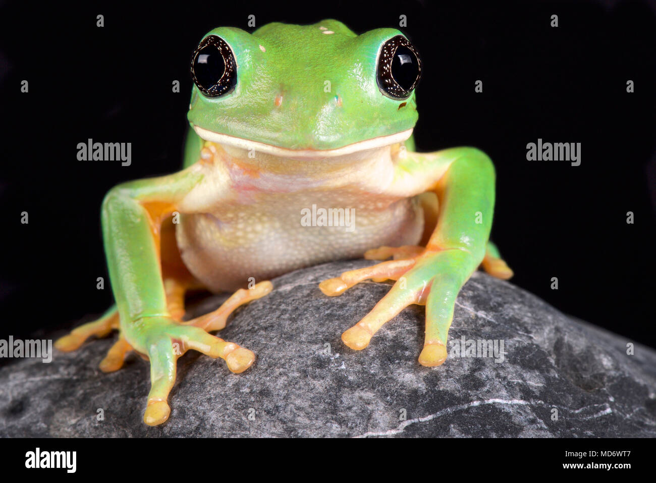 Die Mexikanische leaf Frog, (Pachymedusa dacnicolor) ist ein riesiger Baum Frosch Arten endemisch in Mexiko. Stockfoto