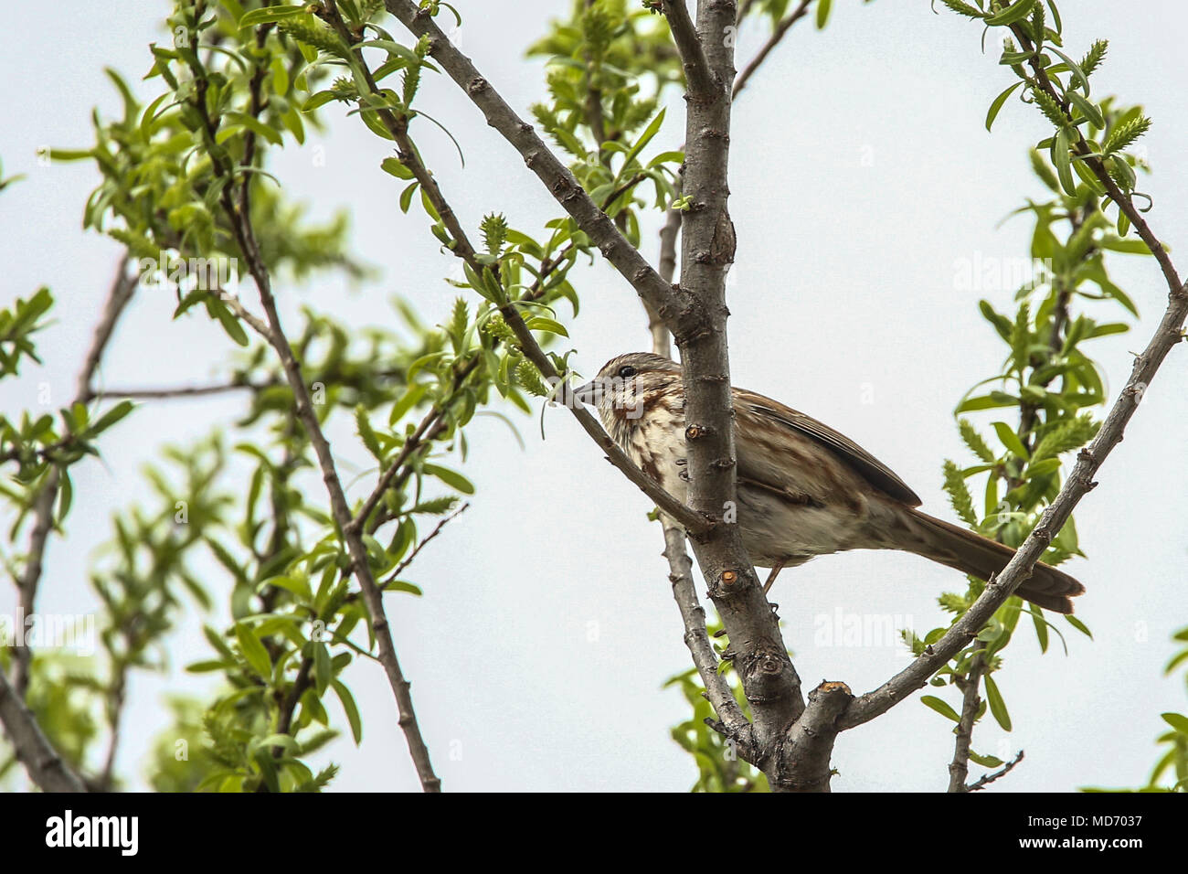 Gorrion. Cuenca del Rio San Pedro, Naturalia Stockfoto