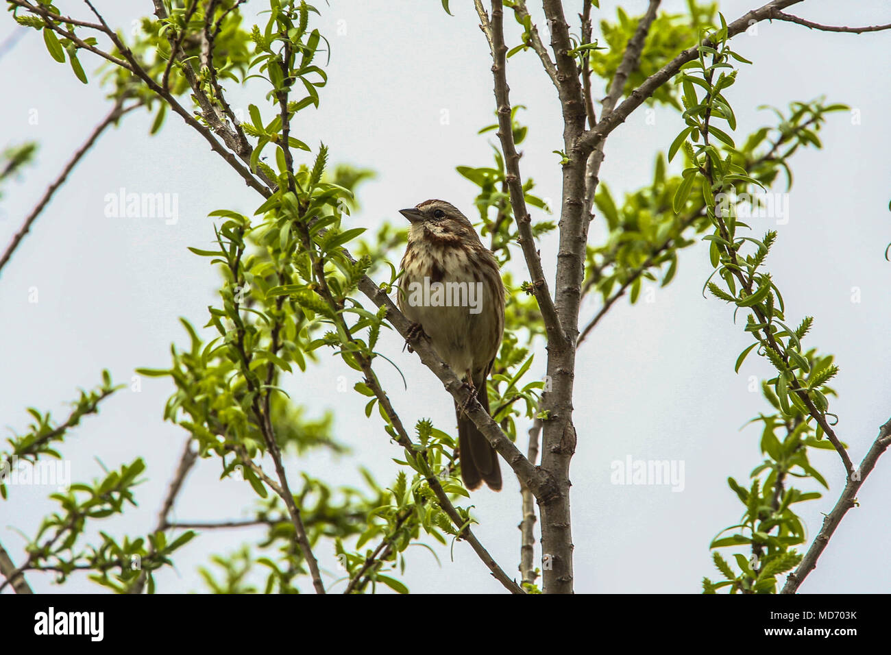 Gorrion. Cuenca del Rio San Pedro, Naturalia Stockfoto
