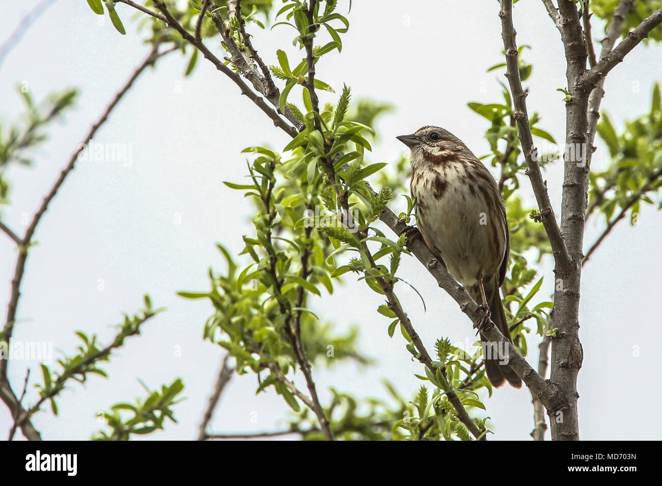 Gorrion. Cuenca del Rio San Pedro, Naturalia Stockfoto