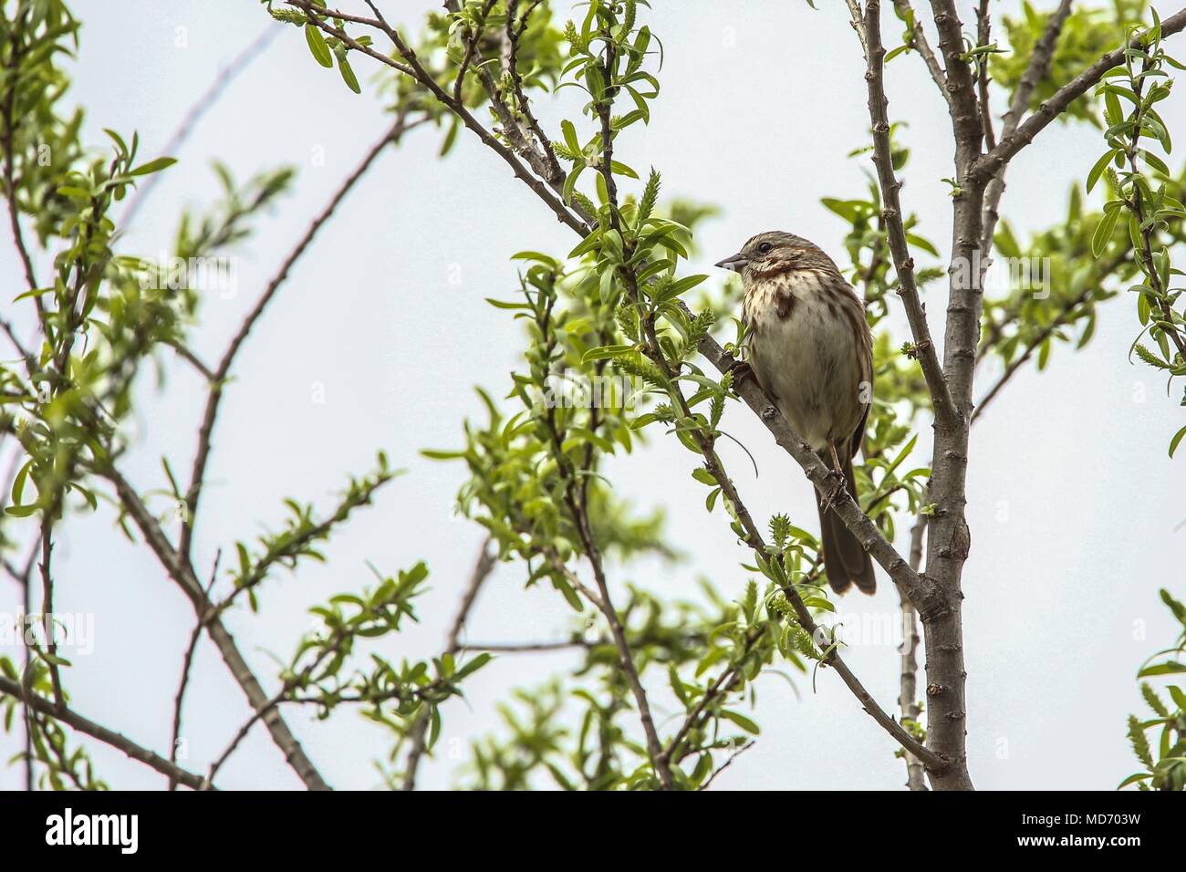 Gorrion. Cuenca del Rio San Pedro, Naturalia Stockfoto