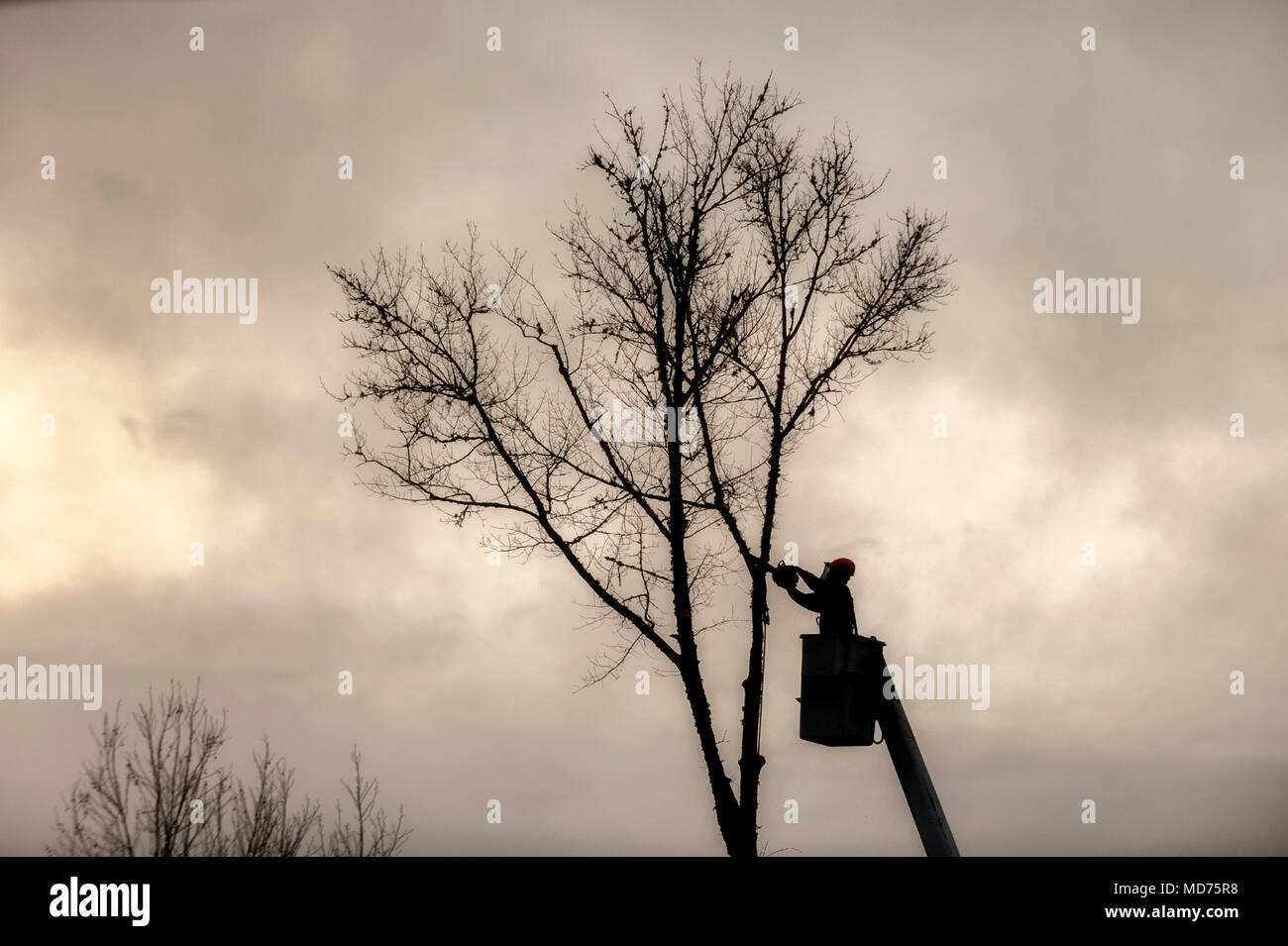 Ein Baum Trimmer silhouetted, als er beginnt, unten ein toter Baum. Stockfoto