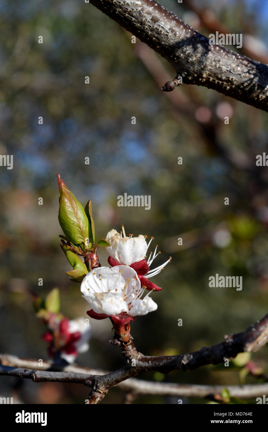 Blooming Apricot Blumen Nah-, Makro, Sizilien, Natur Stockfoto