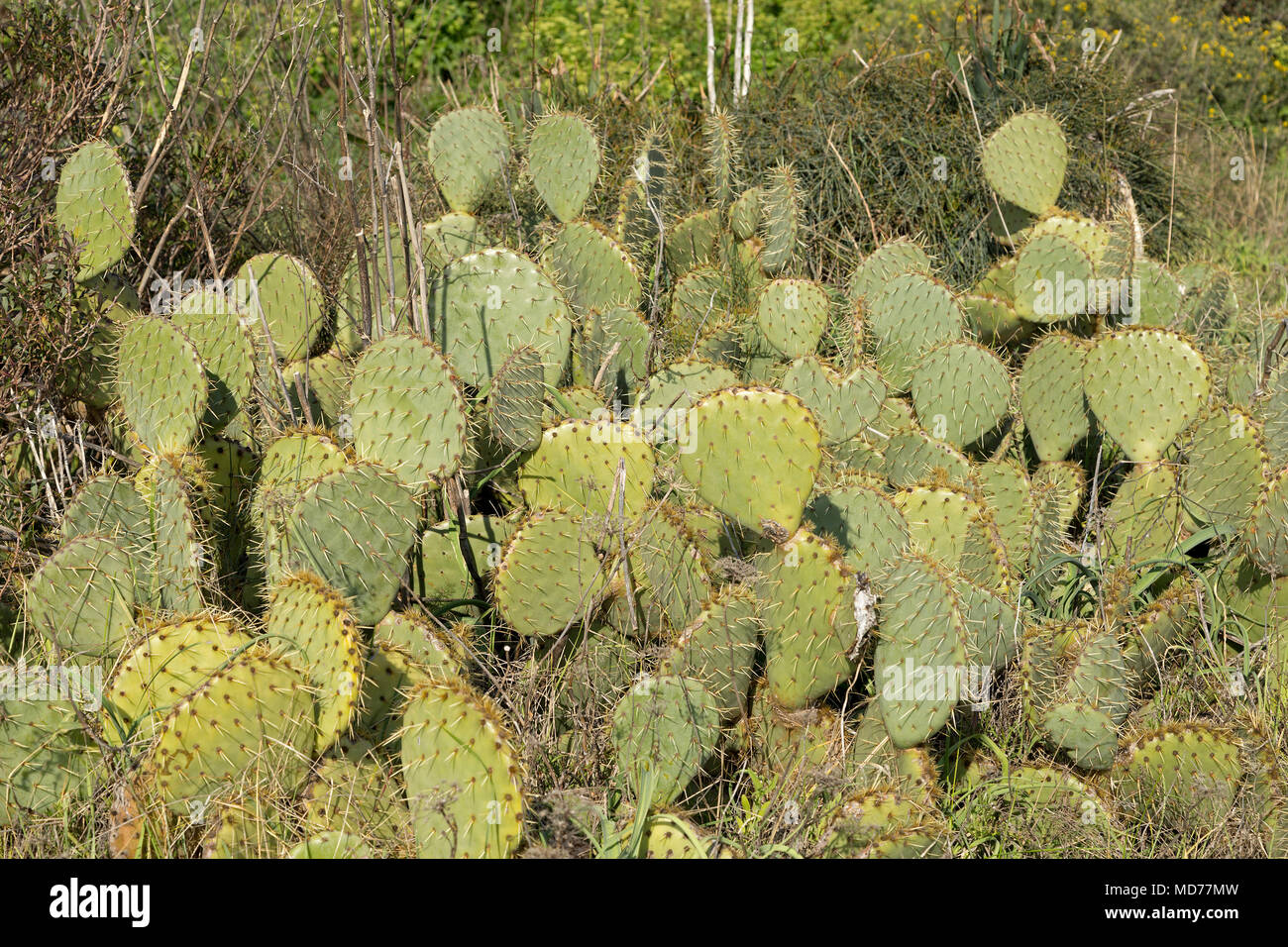 Cactus, Dubrovnik, Kroatien Stockfoto