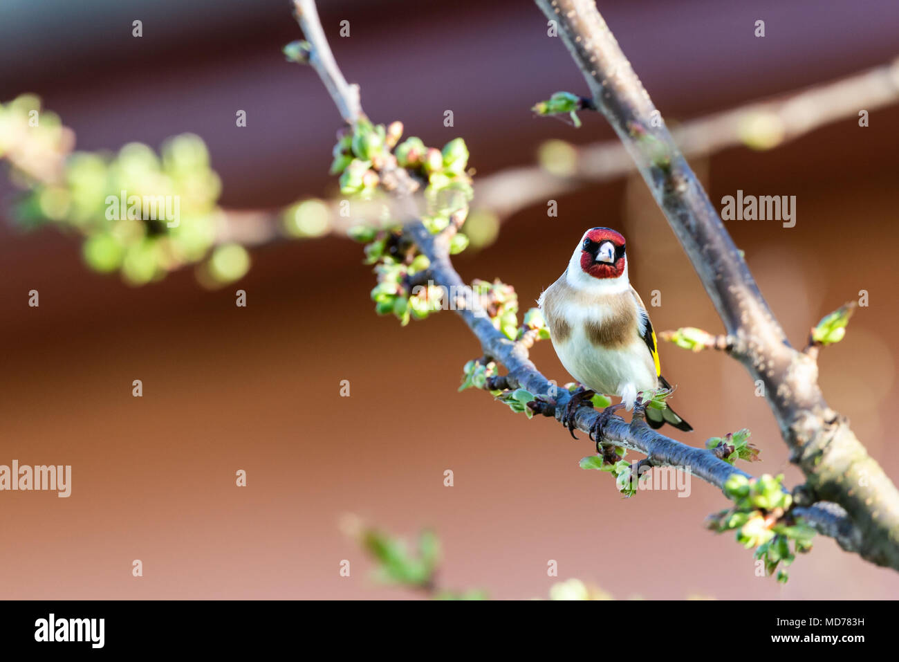 Horizontale Foto, single, männlich Stieglitz. Der Vogel ist schön Braun, Weiß, Rot, Schwarz und Gelb. Tier ist, thront auf einem Zweig von cherry tree mit Stockfoto