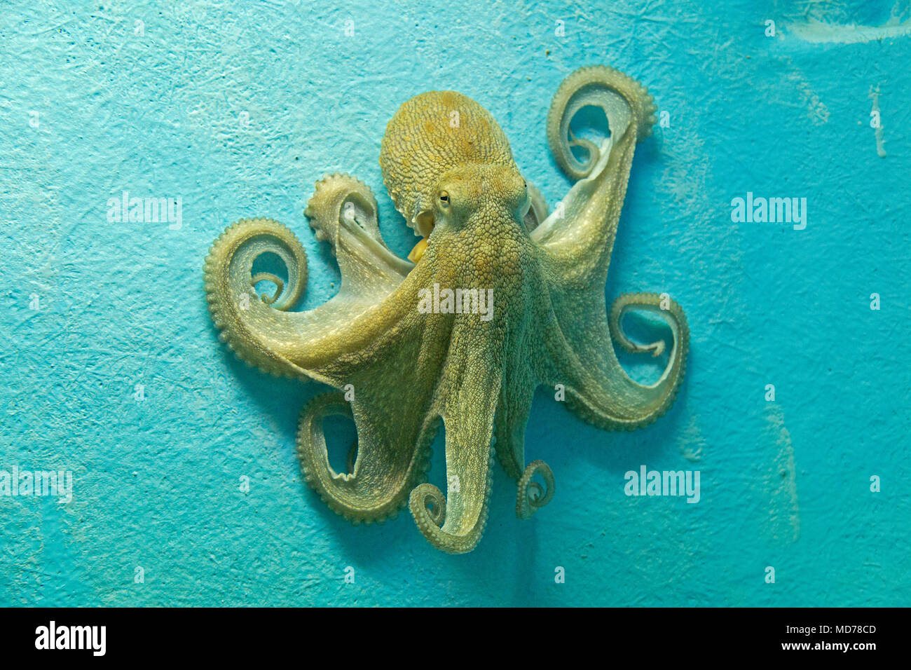 Krake (Octopus vulgaris), Aquarium, Altstadt, Dubrovnik, Kroatien Stockfoto