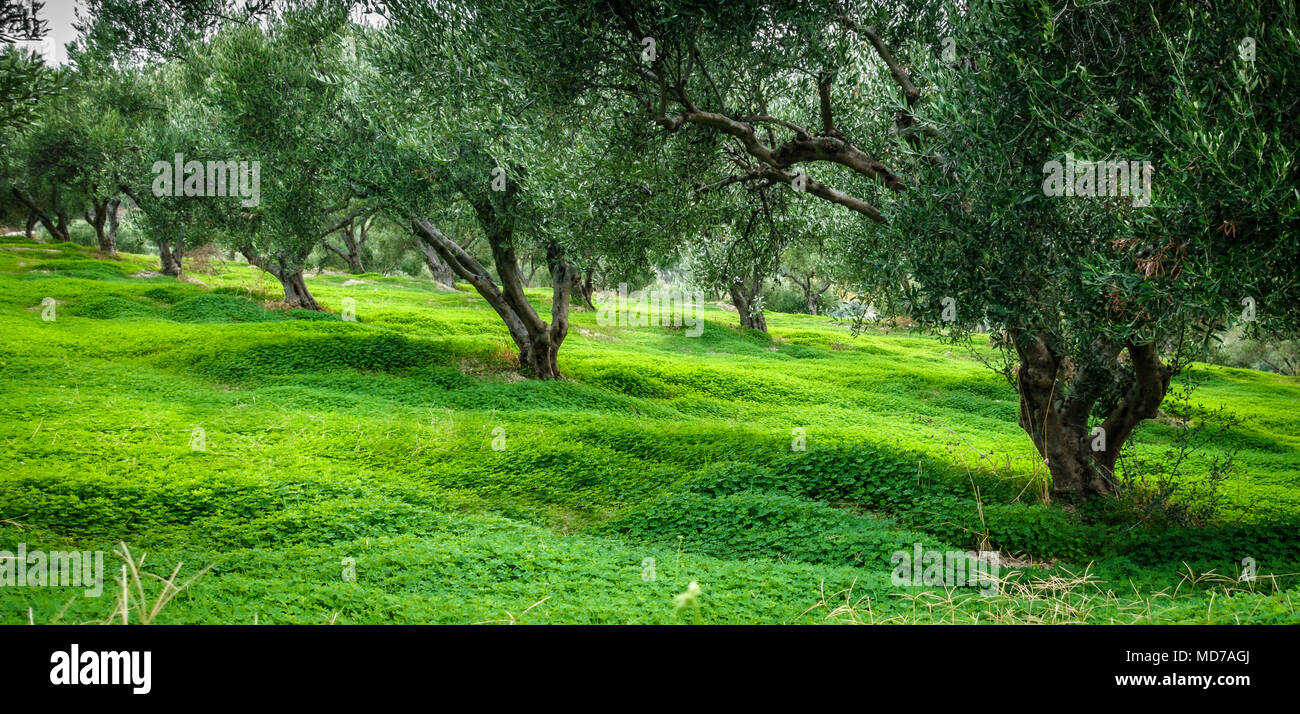 Blick auf die Bäume in einer Reihe auf grünem Gras, Griechenland Stockfoto