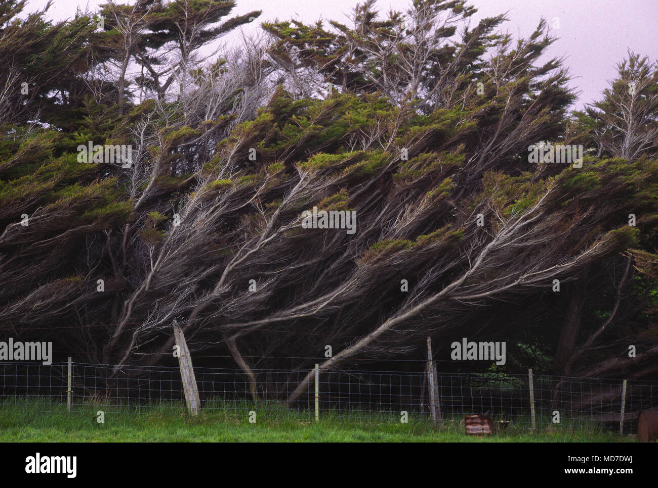 Vorherrschende Winde drücken Sie Bäume und Sträucher in permanente Lean, Falkland Inseln Stockfoto