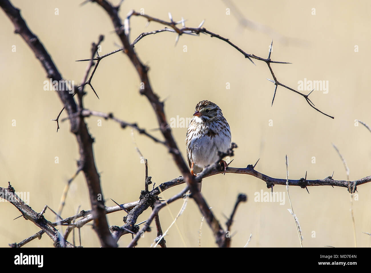 Gorrion. . Cuenca del Rio San Pedro, Naturalia Stockfoto
