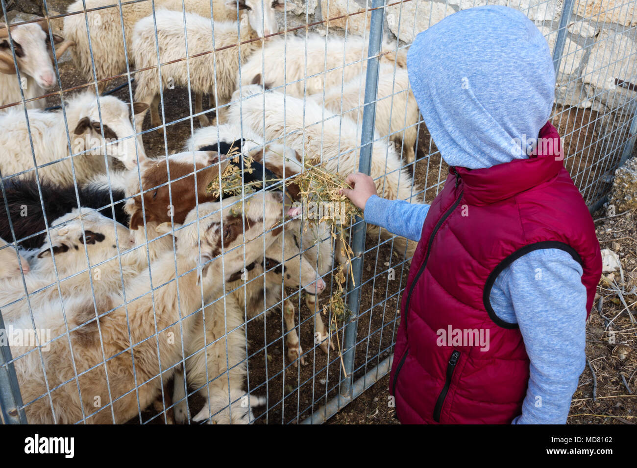 Anzeigen eines jungen Fütterung von Rindern, von Schafen, Griechenland Stockfoto