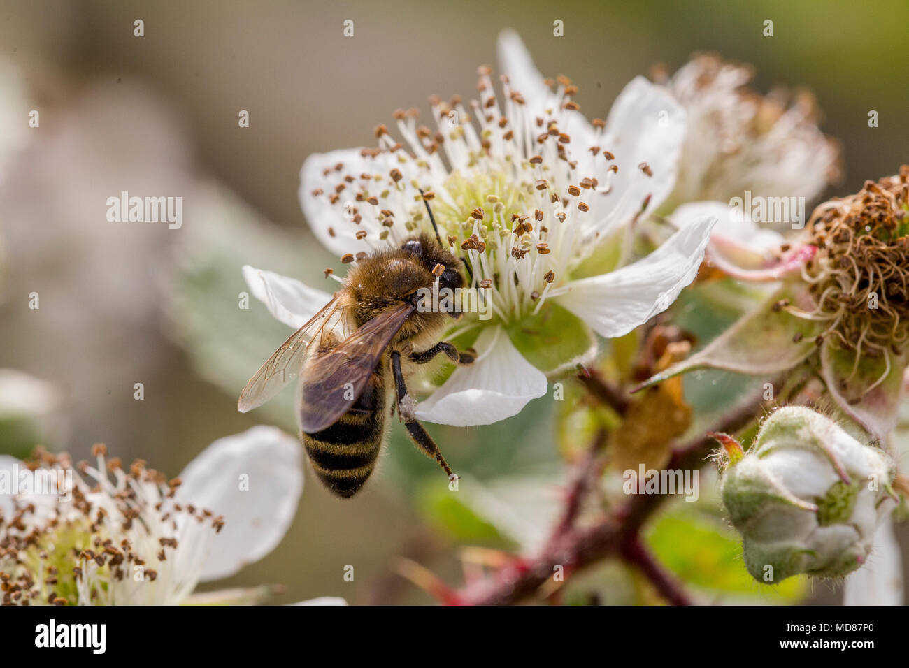 Eine Nahaufnahme eines Bee Pollen sammeln von Black Blossom (UK) Stockfoto