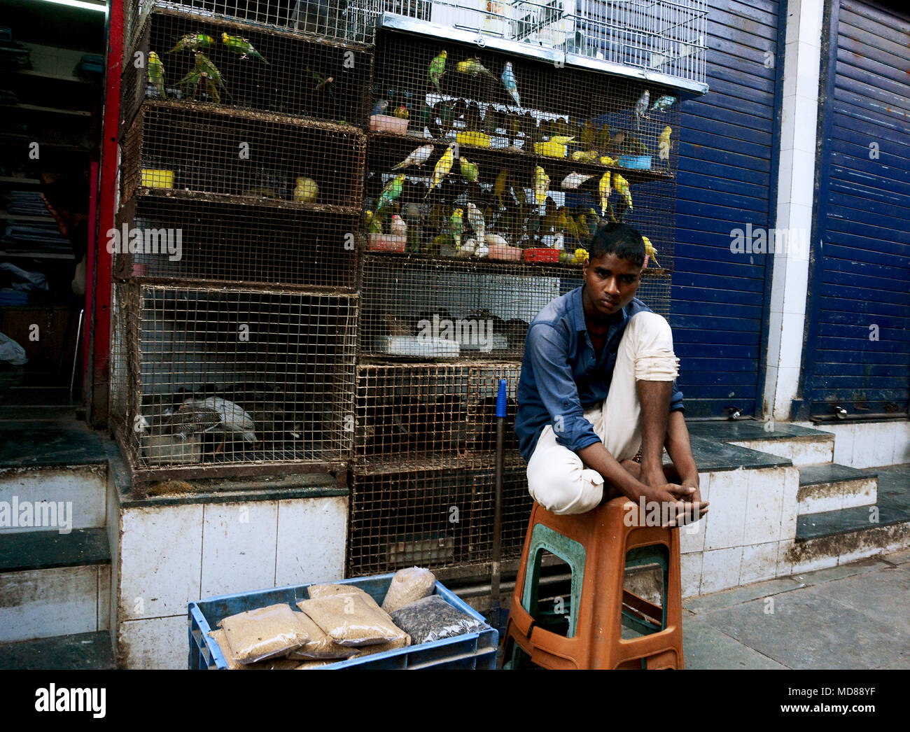 Mann verkaufen Vögel auf einem Marktstand in Mumbai, Indien Stockfoto