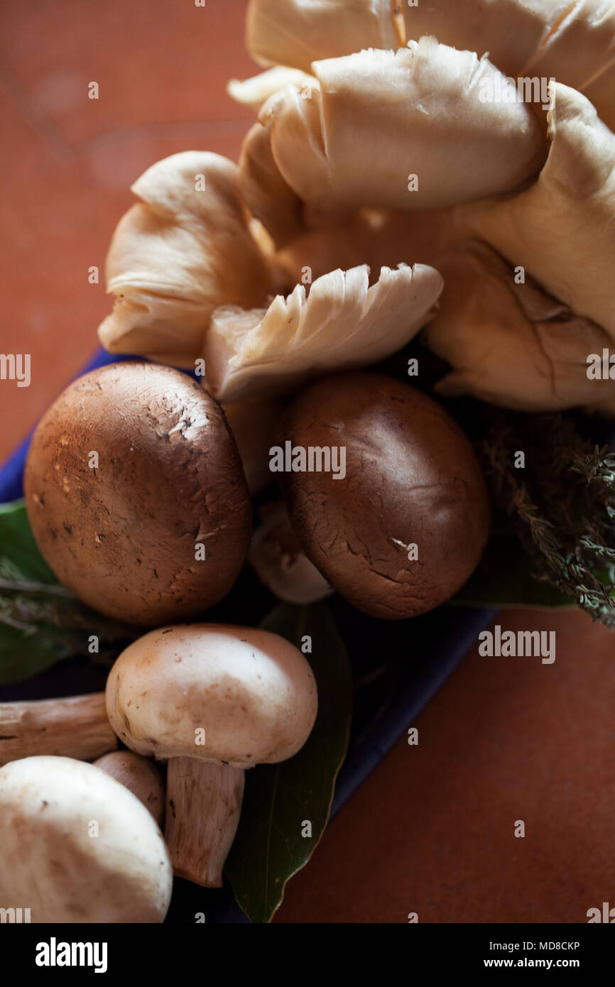 Pilze (Hongos) Zihuatanejo, Mexiko Stockfoto