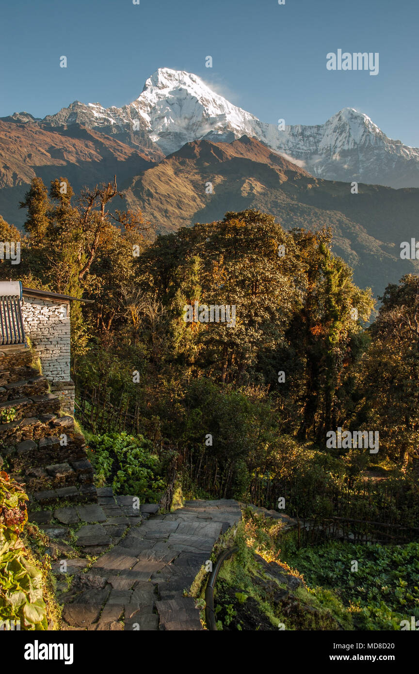 Vertikaler umfasst gepflasterte Trail durch den Wald von Himalayan foothills in Richtung majestic Schnee führenden schneebedeckten Gipfeln des Nepal Annapurna Berge Stockfoto