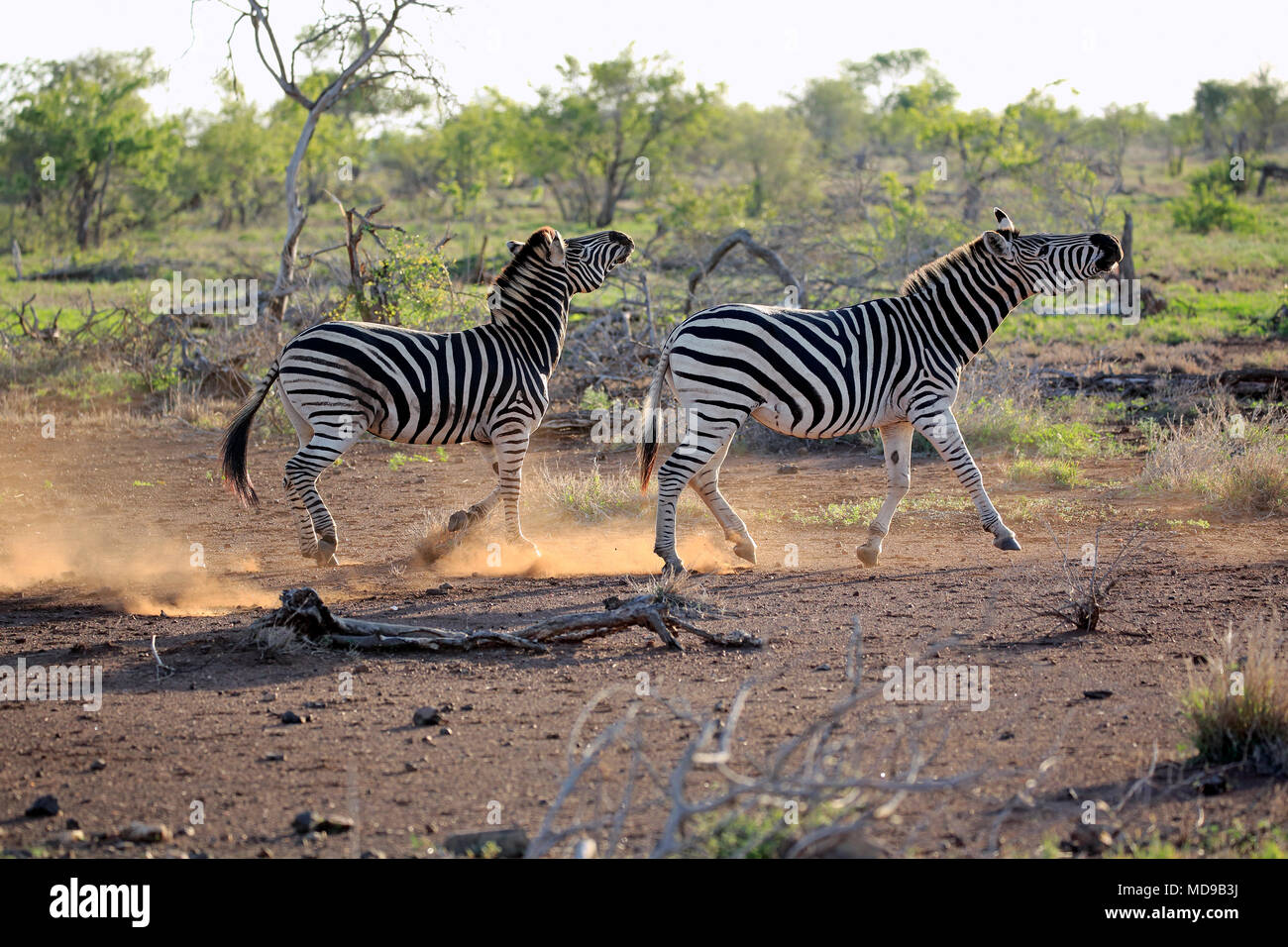 Burchell's Zebra (Equus quagga burchelli), Erwachsener, zwei Männer kämpften, soziales Verhalten, Krüger Nationalpark, Südafrika Stockfoto