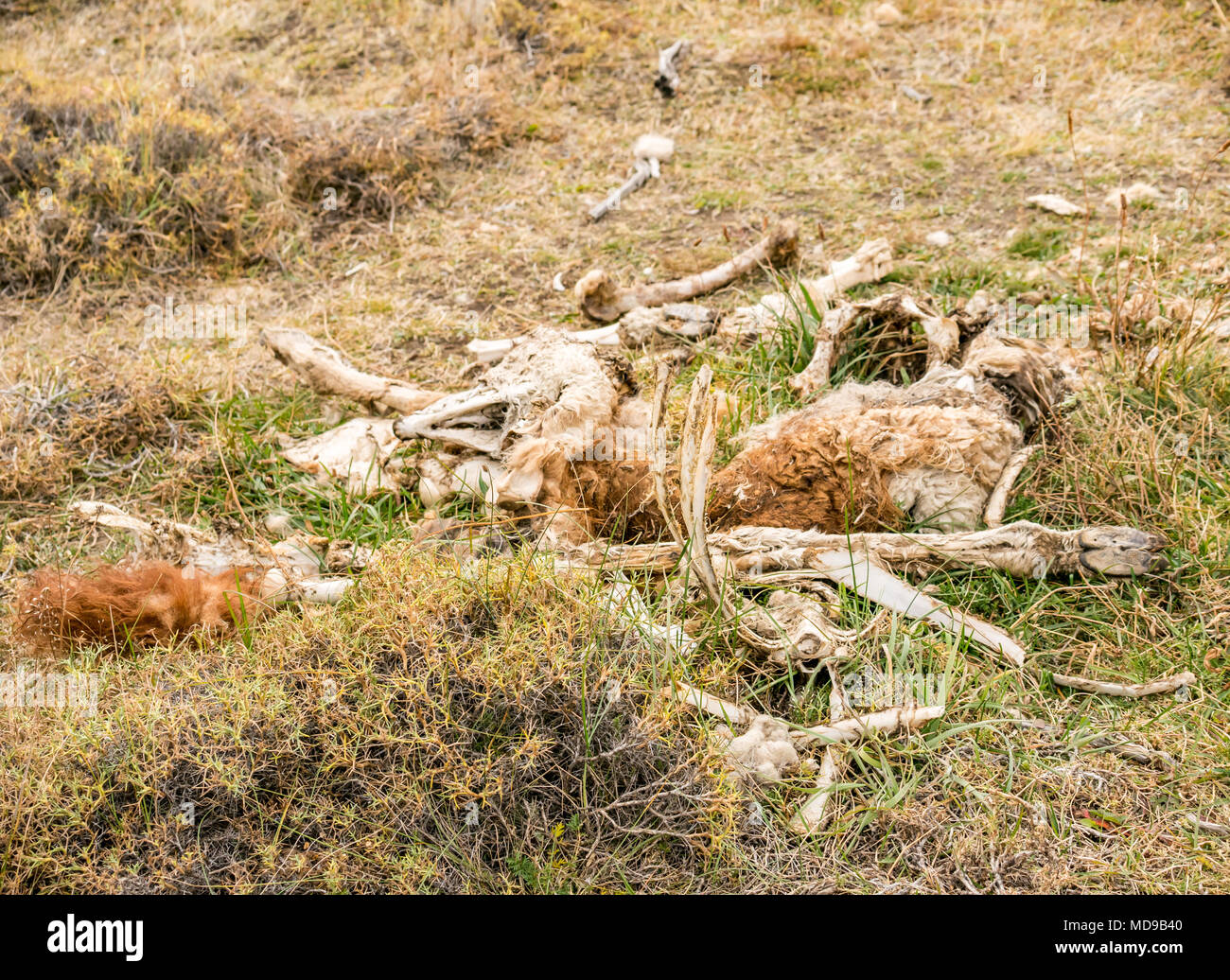 Leichnam des toten Guanako Lama Guanicoe, wahrscheinlich Puma töten, Torres del Paine Nationalpark, Patagonien, Chile, Südamerika Stockfoto