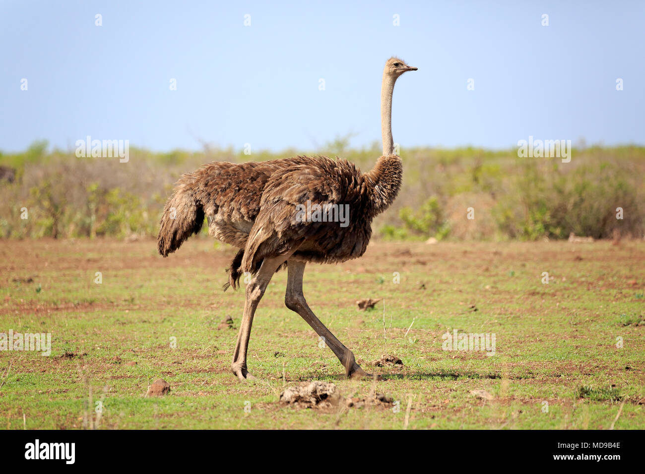 Südafrikanischer Strauß (Struthio camelus australis), Erwachsener, Frau, in Betrieb, Krüger Nationalpark, Südafrika Stockfoto