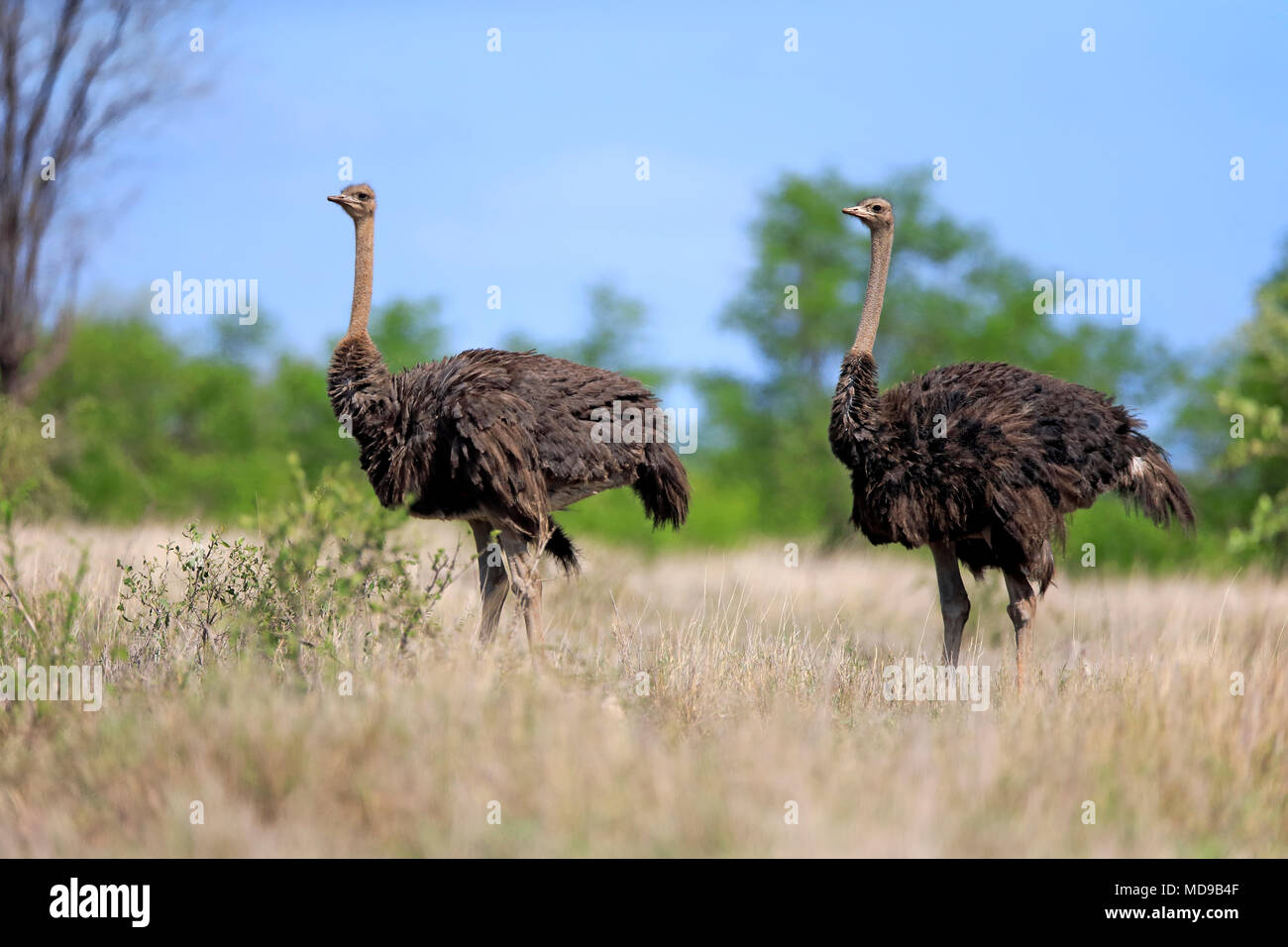 Zwei Südafrikanischen Strauße (Struthio camelus australis), Erwachsener, Frau, Krüger Nationalpark, Südafrika Stockfoto