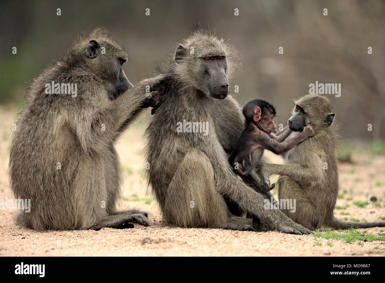 Chacma Paviane (Papio ursinus), Erwachsener, zwei Weibchen mit zwei junge Tiere, soziales Verhalten, Pflege, Gruppe Stockfoto