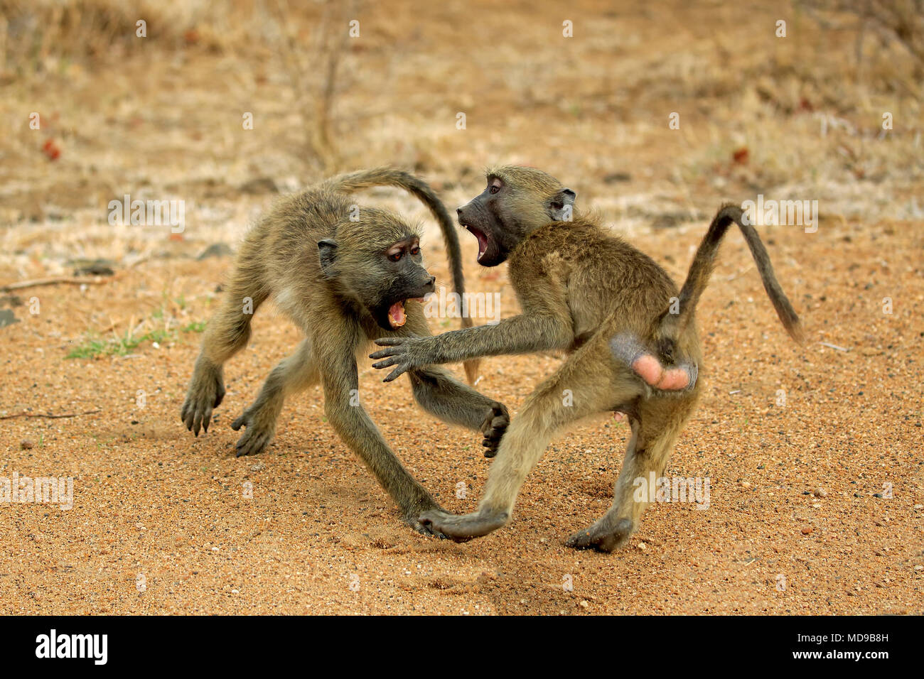 Chacma Paviane (Papio ursinus), zwei Männer, die Hälfte gewachsen Jugendliche kämpfen, soziales Verhalten, Krüger Nationalpark, Südafrika Stockfoto