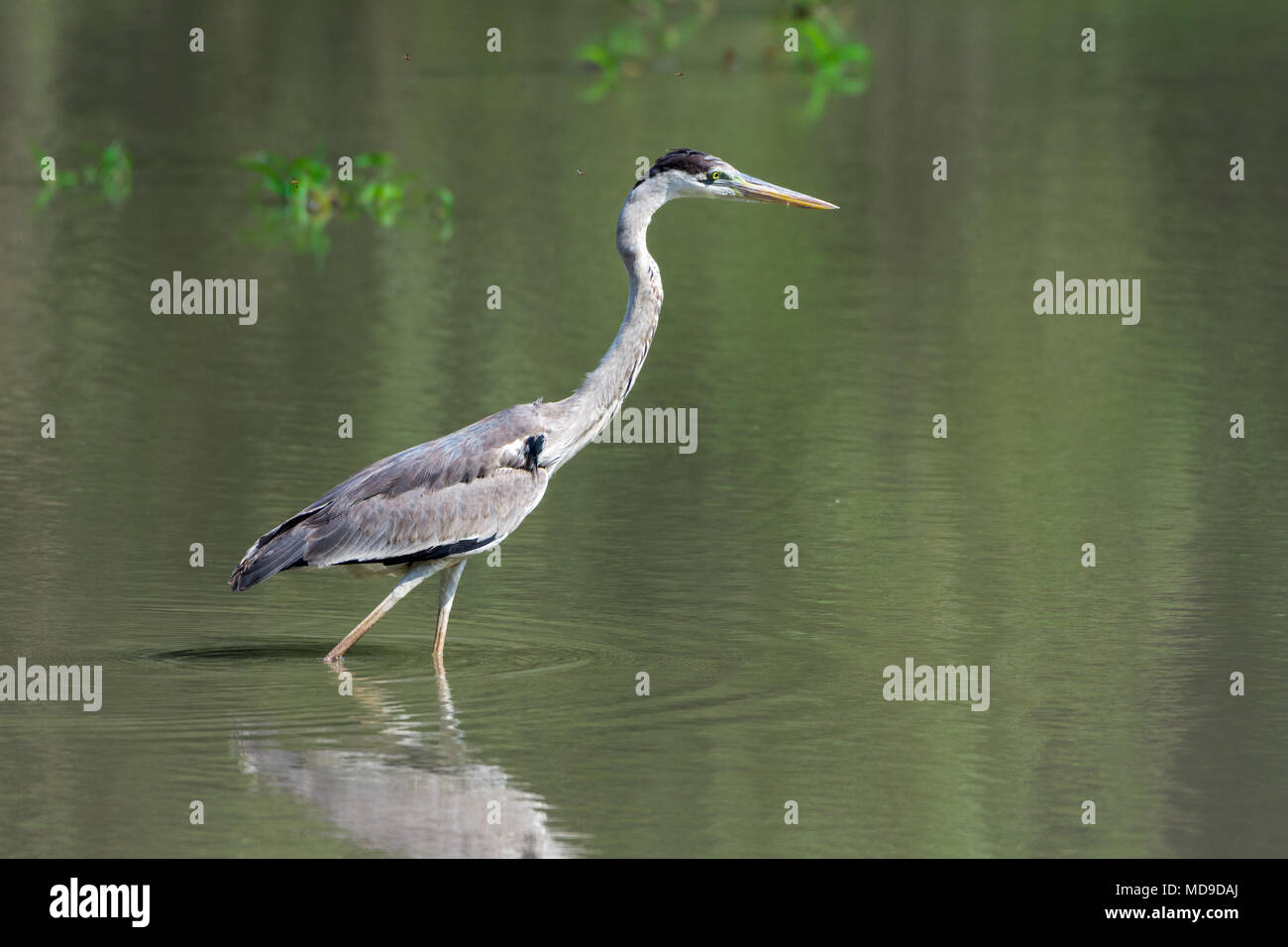 Eine Cocoi Graureiher (Ardea cocoi) Nahrungssuche in einem See. Kolumbien, Südamerika. Stockfoto