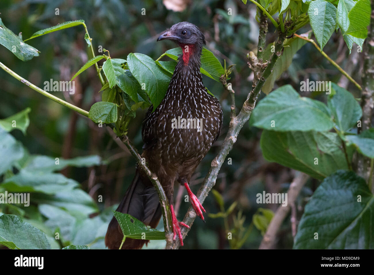 Eine Band-tailed Guan (Penelope argyrotis) auf einem Ast sitzend. El Dorado finden. Kolumbien, Südamerika. Stockfoto