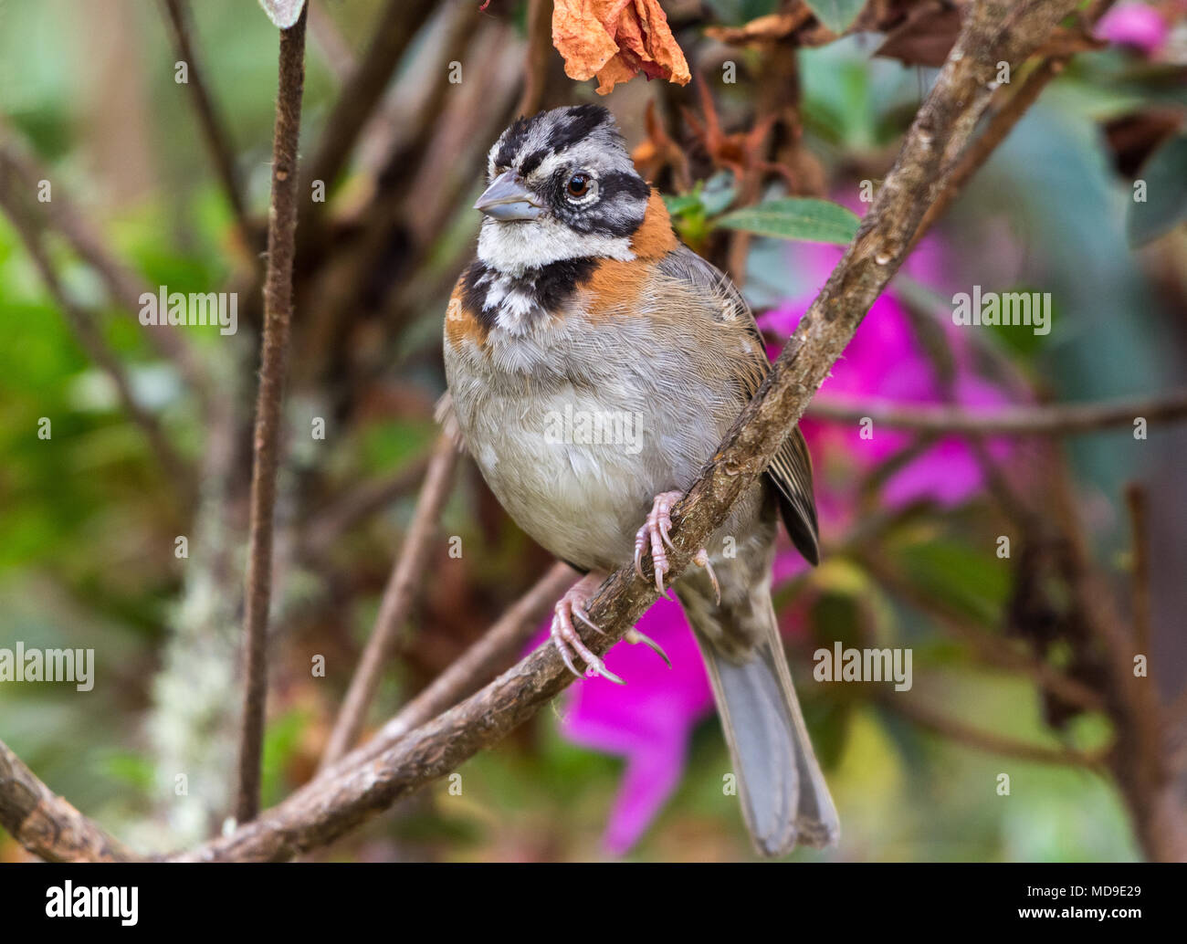 Ein RUFOUS-collared Sparrow (Zonotrichia capensis) Kolumbien, Südamerika. Stockfoto