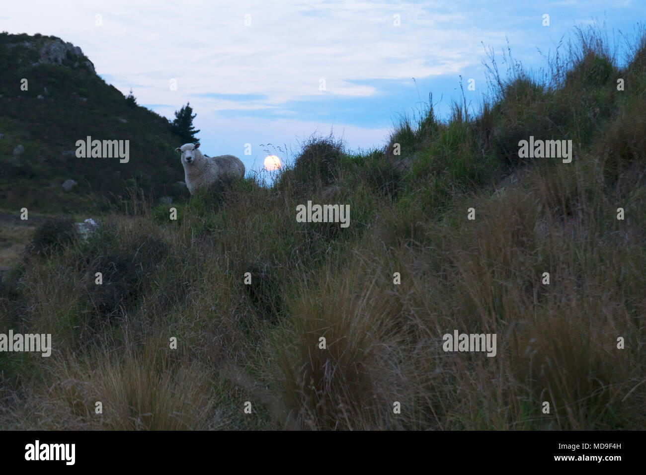 Schafe auf einem grasbewachsenen Hügel in der Nähe von Christchurch, Neuseeland, mit Mond im Hintergrund Stockfoto