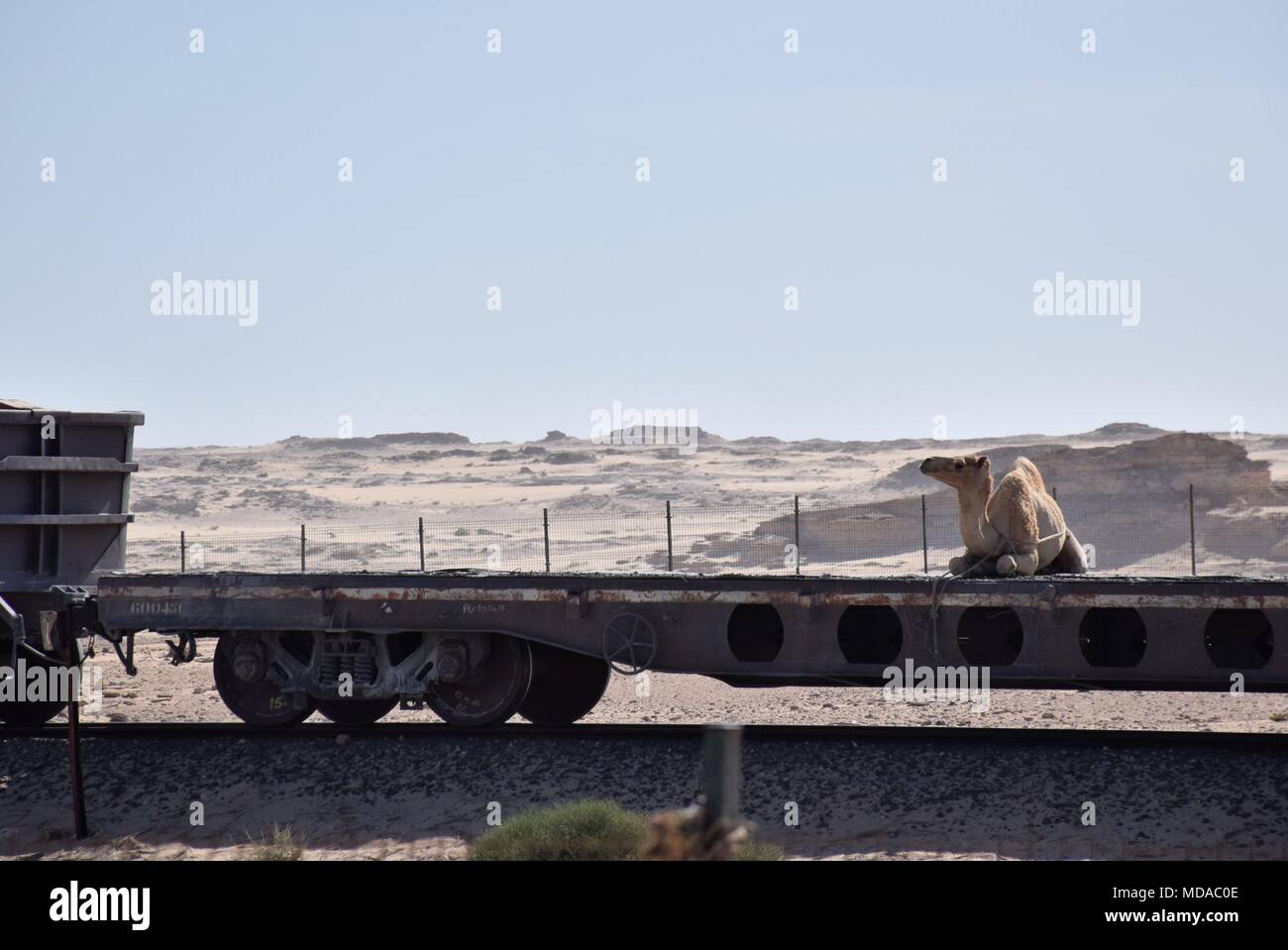 Nouadhibou, Mauretanien. 24 Apr, 2017. Erz Zug von Zouerat mit einem Dromedar auf einem Wagen in der Wüste Sahara am 24.04.2017 in der Nähe von Nouadhibou - Mauretanien | Verwendung der weltweiten Kredit: dpa/Alamy leben Nachrichten Stockfoto