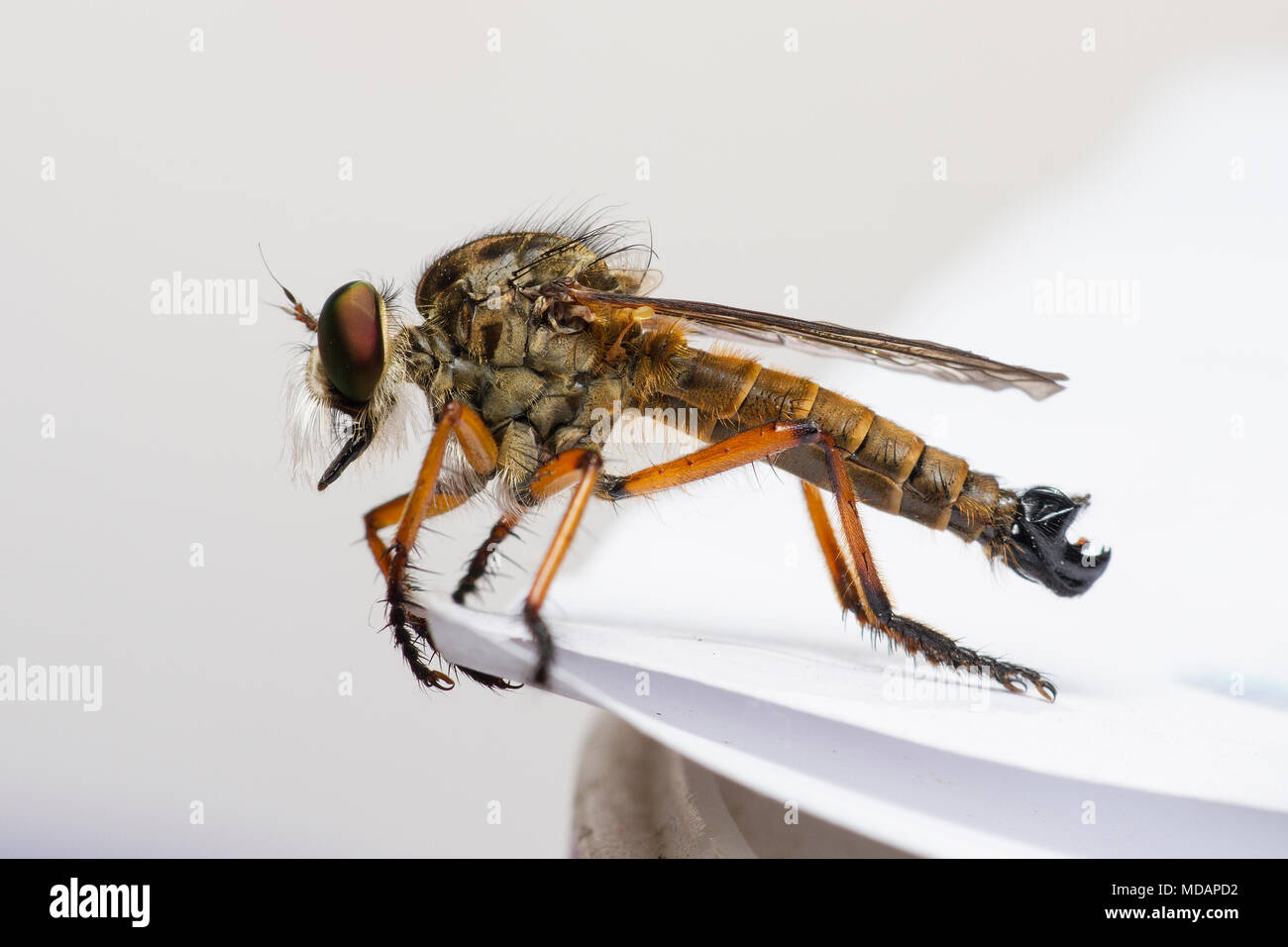 Ein Räuber fliegen ruht auf dem Rand eines Weißbuchs. Stockfoto