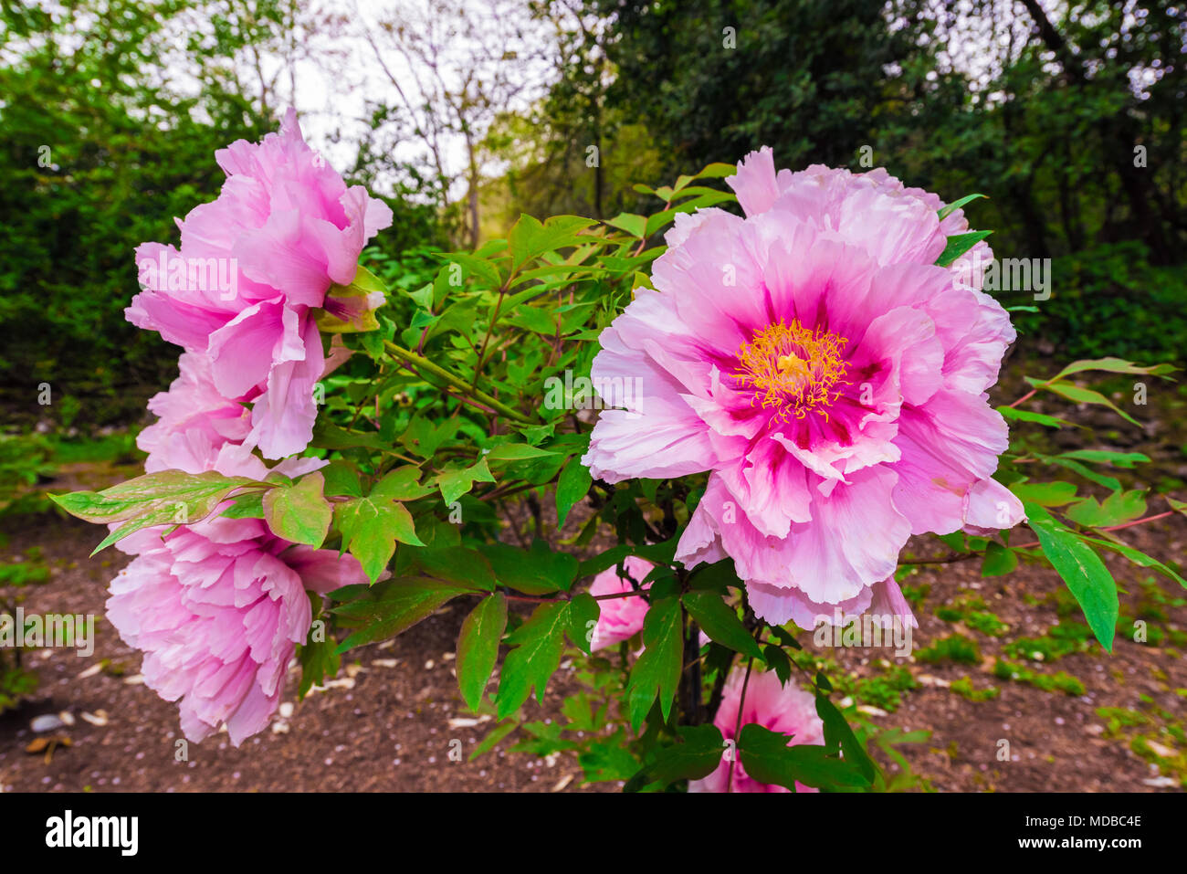 Garten von Ninfa, Italien - ein Naturdenkmal mit mittelalterlichen Ruinen in Stein, Blumen Park und ein ehrfürchtiges Torrent mit wenig fallen. Provinz Latina. Stockfoto