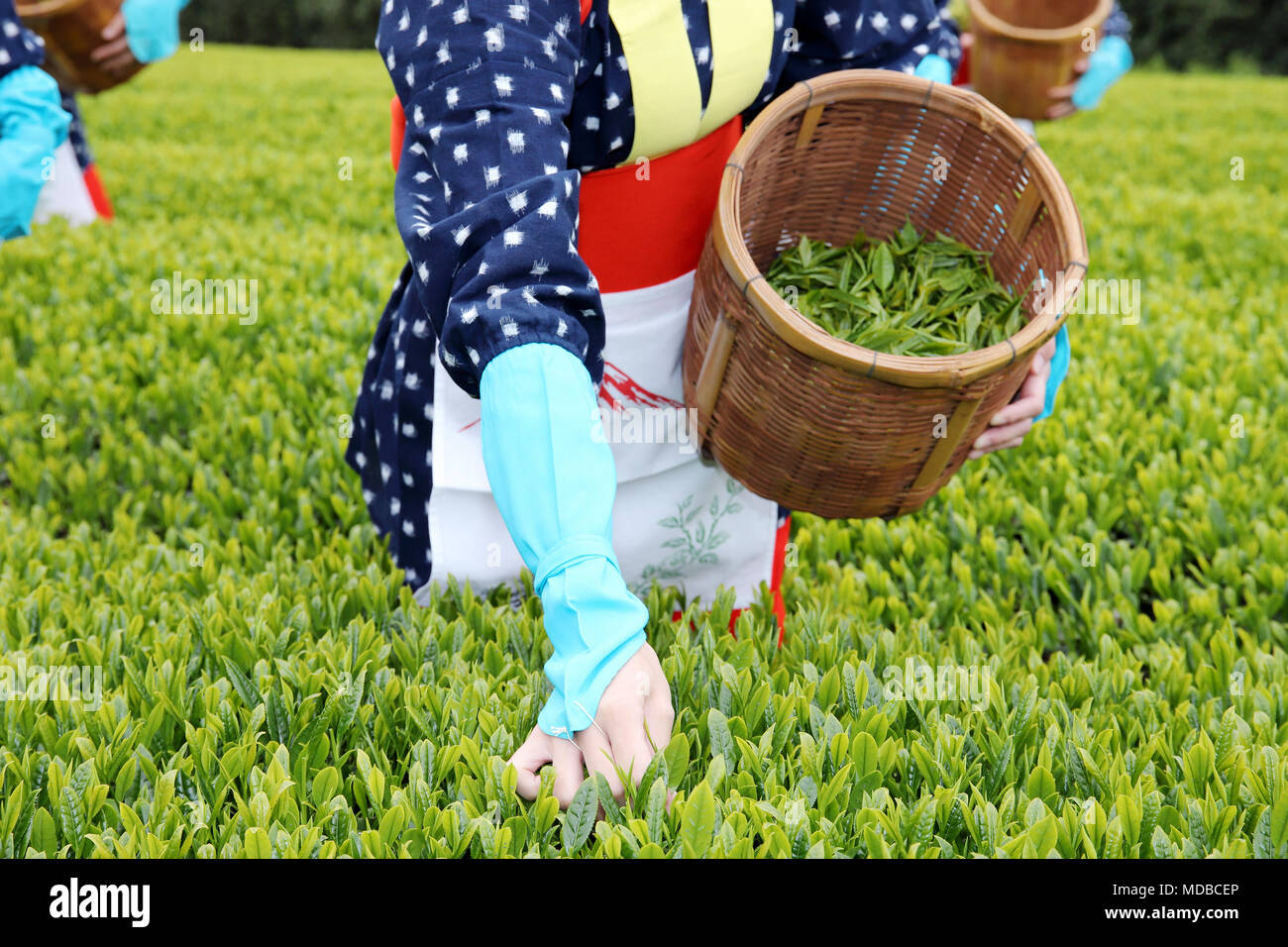 Japanische Frau Ernte Tee Blätter auf Ackerland von Tee Plantage Stockfoto