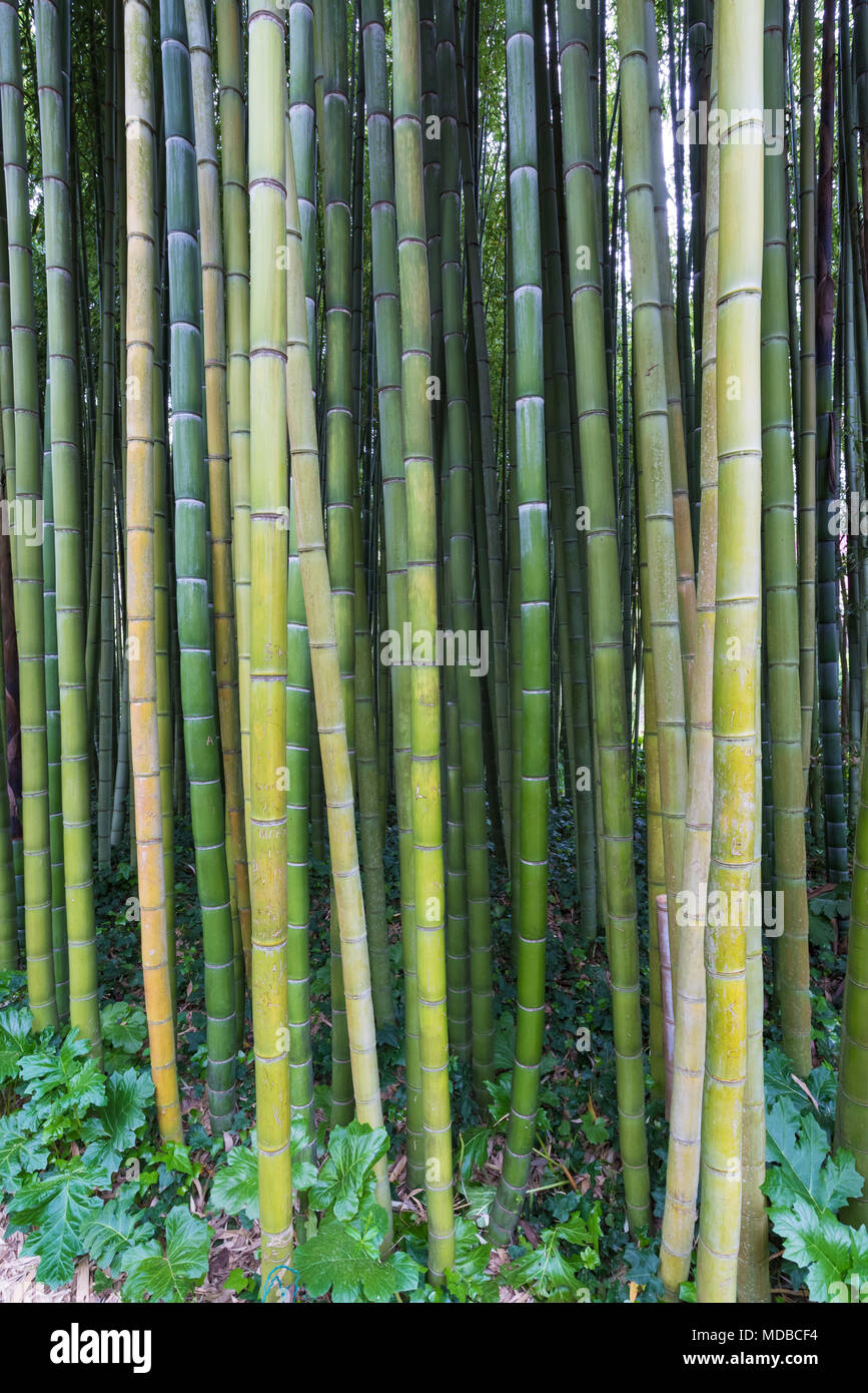 Garten von Ninfa, Italien - ein Naturdenkmal mit mittelalterlichen Ruinen in Stein, Blumen Park und ein ehrfürchtiges Torrent mit wenig fallen. Provinz Latina. Stockfoto
