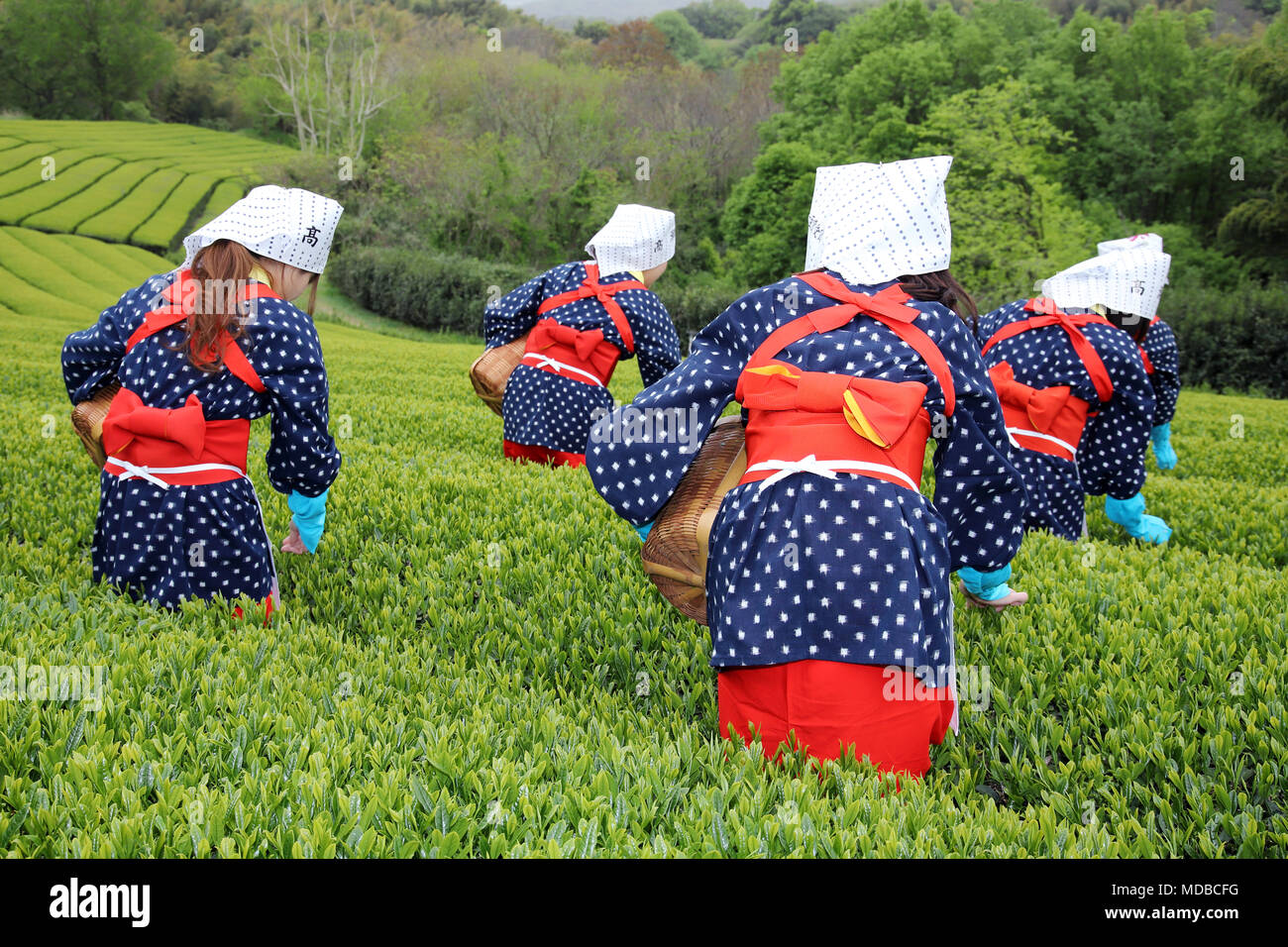 KAGAWA, Japan - 17. APRIL 2018: Junge japanische Frauen mit traditioneller Kleidung kimono Ernte grüne Teeblätter auf landwirtschaftlich genutzten Flächen. Stockfoto