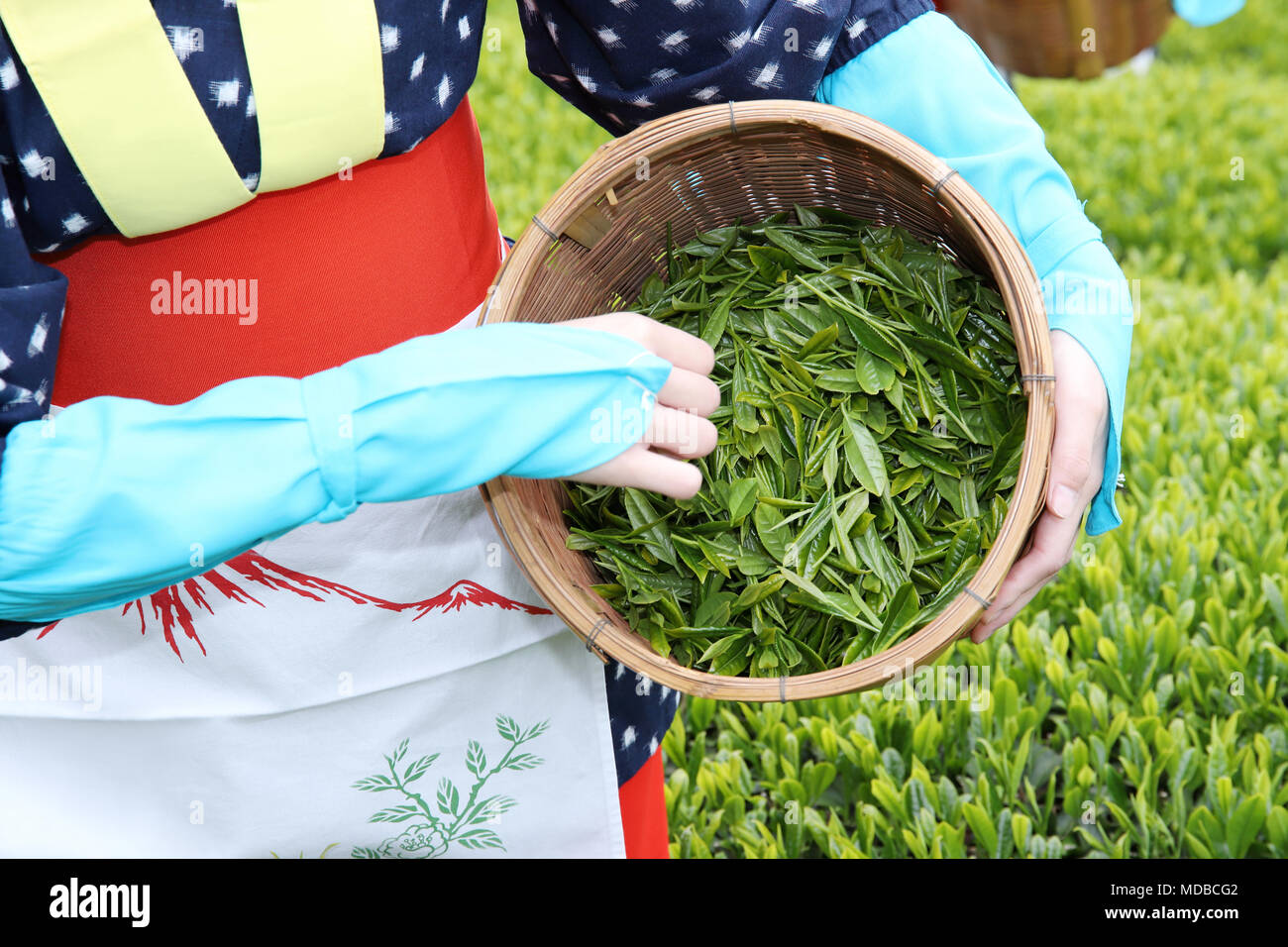 Japanische Frau Ernte Tee Blätter auf Ackerland von Tee Plantage Stockfoto