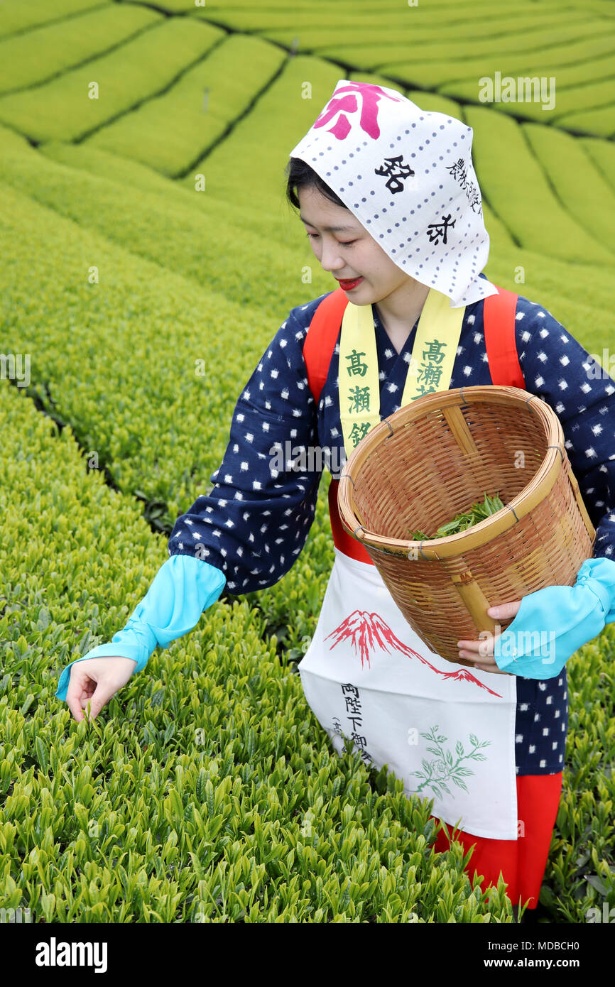 KAGAWA, Japan - 17. APRIL 2018: die junge Japanerin mit traditioneller Kleidung kimono Ernte von grünem Tee Blätter auf Ackerland von Tee Plantage Stockfoto