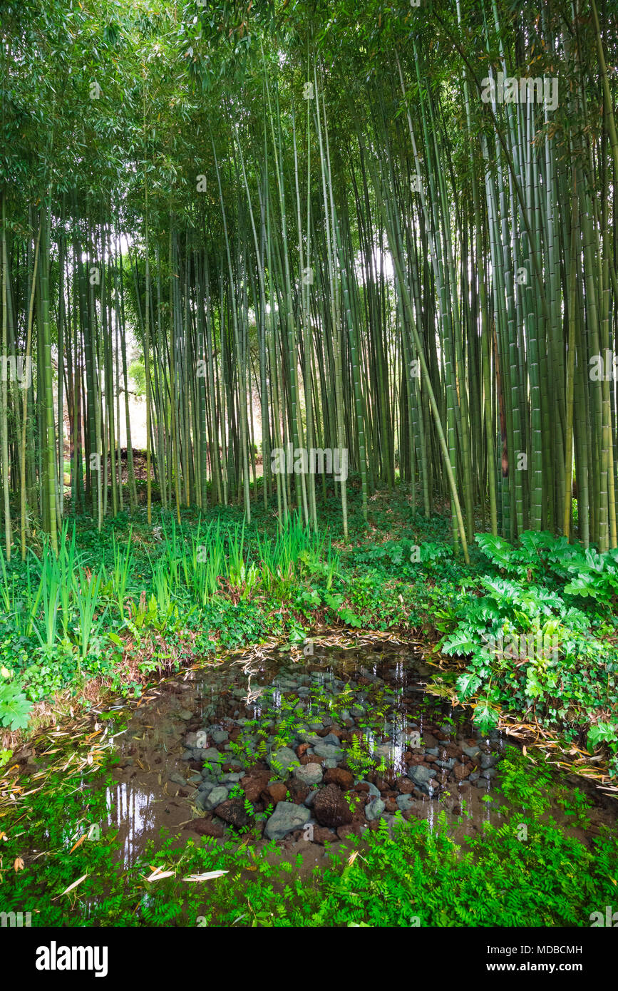 Garten von Ninfa, Italien - ein Naturdenkmal mit mittelalterlichen Ruinen in Stein, Blumen Park und ein ehrfürchtiges Torrent mit wenig fallen. Provinz Latina. Stockfoto