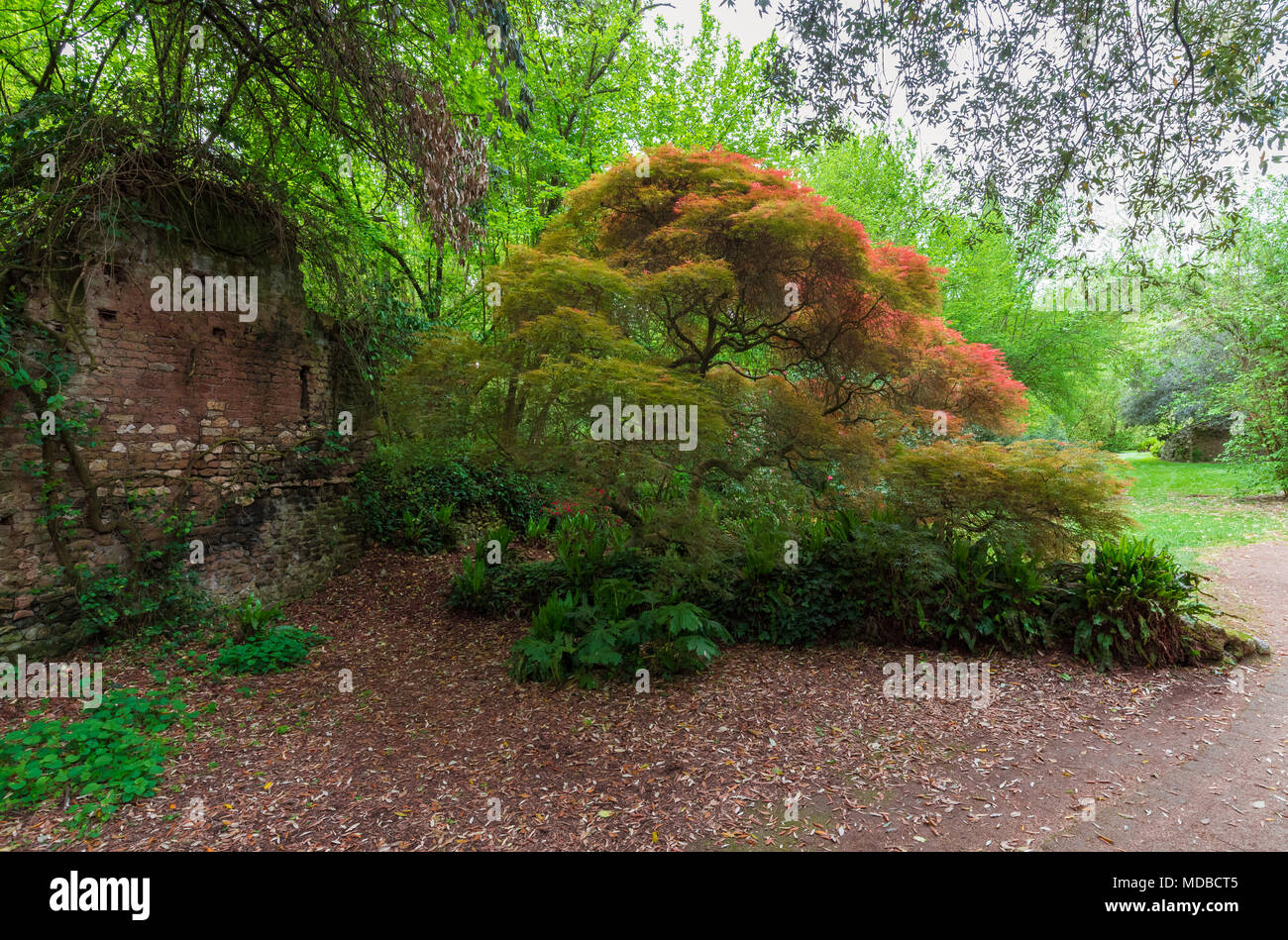 Garten von Ninfa, Italien - ein Naturdenkmal mit mittelalterlichen Ruinen in Stein, Blumen Park und ein ehrfürchtiges Torrent mit wenig fallen. Provinz Latina. Stockfoto