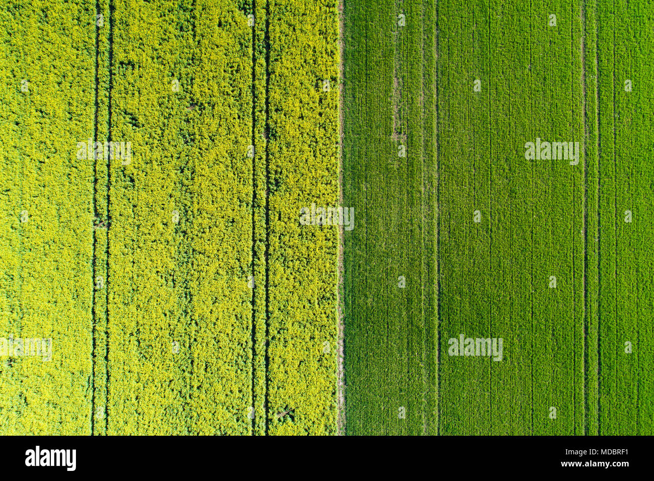 Reifenspuren in gelber Raps Feld, in der Nähe von Methven, Mid Canterbury, Südinsel, Neuseeland - drone Antenne Stockfoto