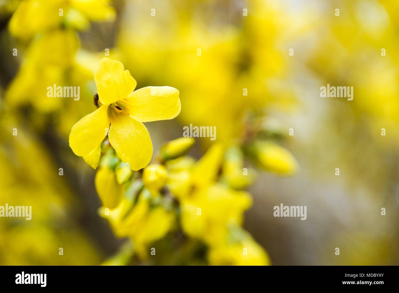 Gelbe forsythia Blume strauch Nahaufnahme Stockfoto