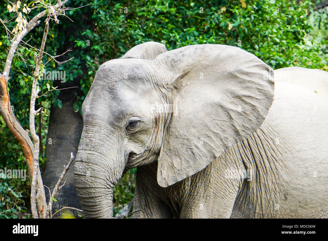 In der Bush Tansania/Afrika Elefant Stockfoto