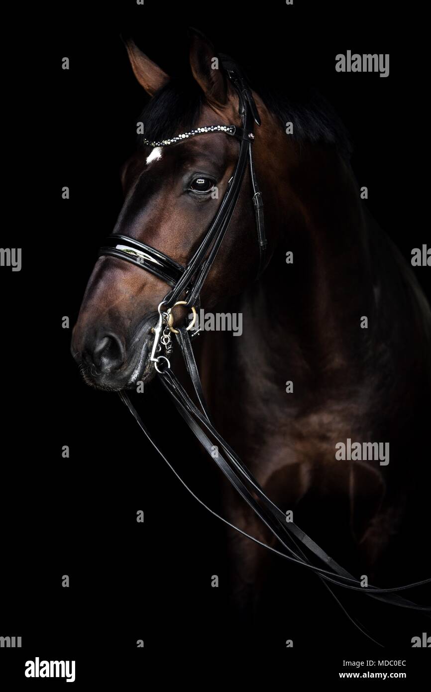 Braunes Pferd mit Zügel, Bordstein, Tier Portrait auf schwarzem Hintergrund, Studio shot Stockfoto