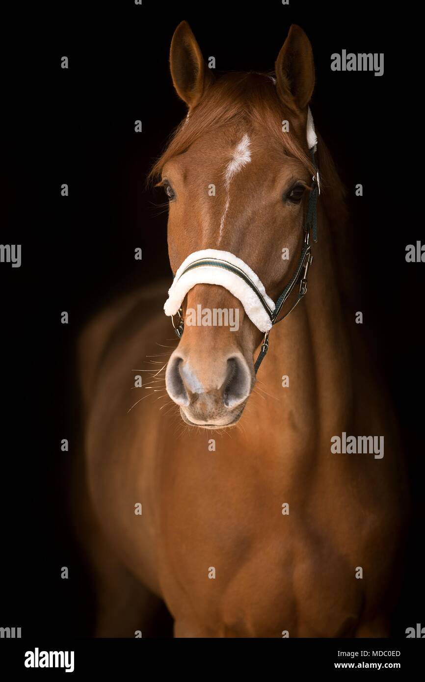 Fuchs Pferd mit schmalen Blesse, Keil Star, mit Neckholder, Tier Portrait auf schwarzem Hintergrund, Studio shot Stockfoto