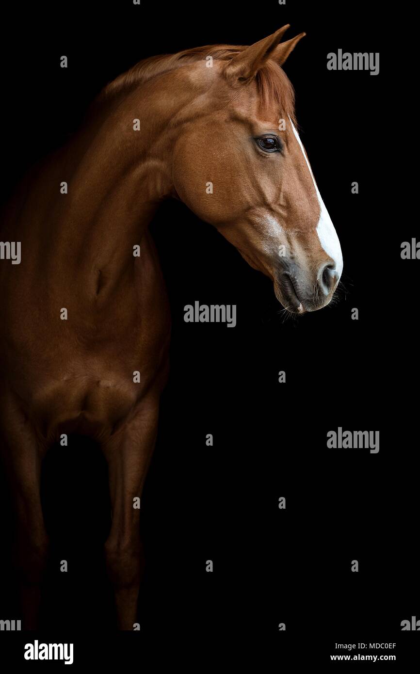 Fox, Warmblut Pferd mit Blaze, Tier Portrait auf schwarzem Hintergrund, Studio shot Stockfoto