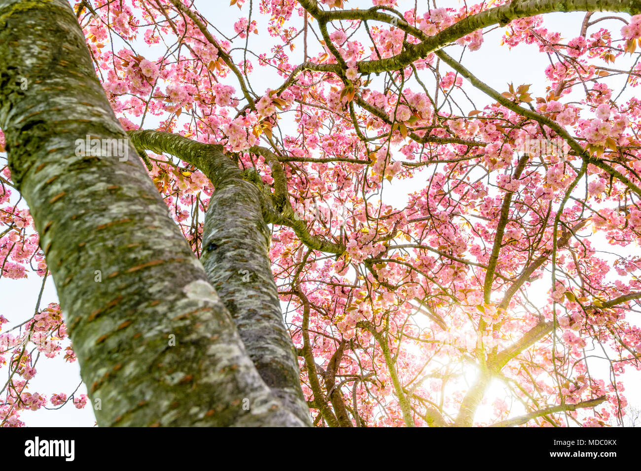 Blick von unten in eine blühende Japanische Kirsche Baum mit den Strahlen der aufgehenden Sonne durch die rosa Blüten. Stockfoto
