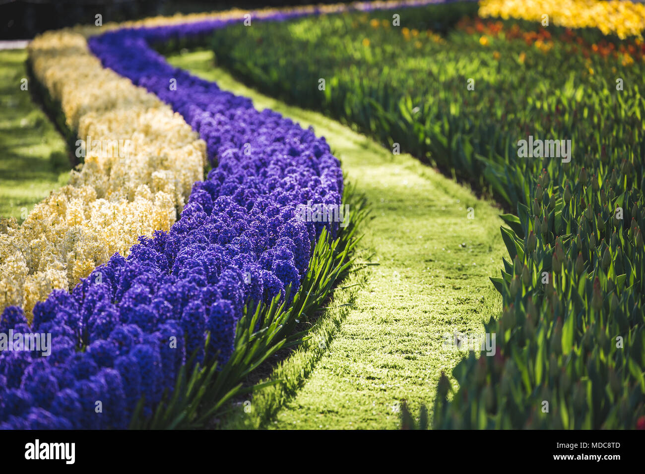 Niederlande, Lisse, Keukenhof Gärten Stockfoto