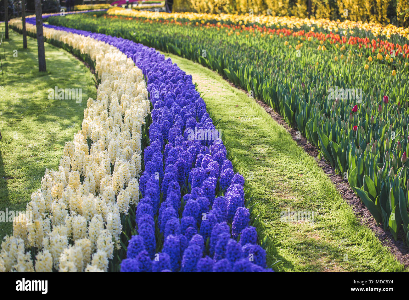 Niederlande, Lisse, Keukenhof Gärten Stockfoto