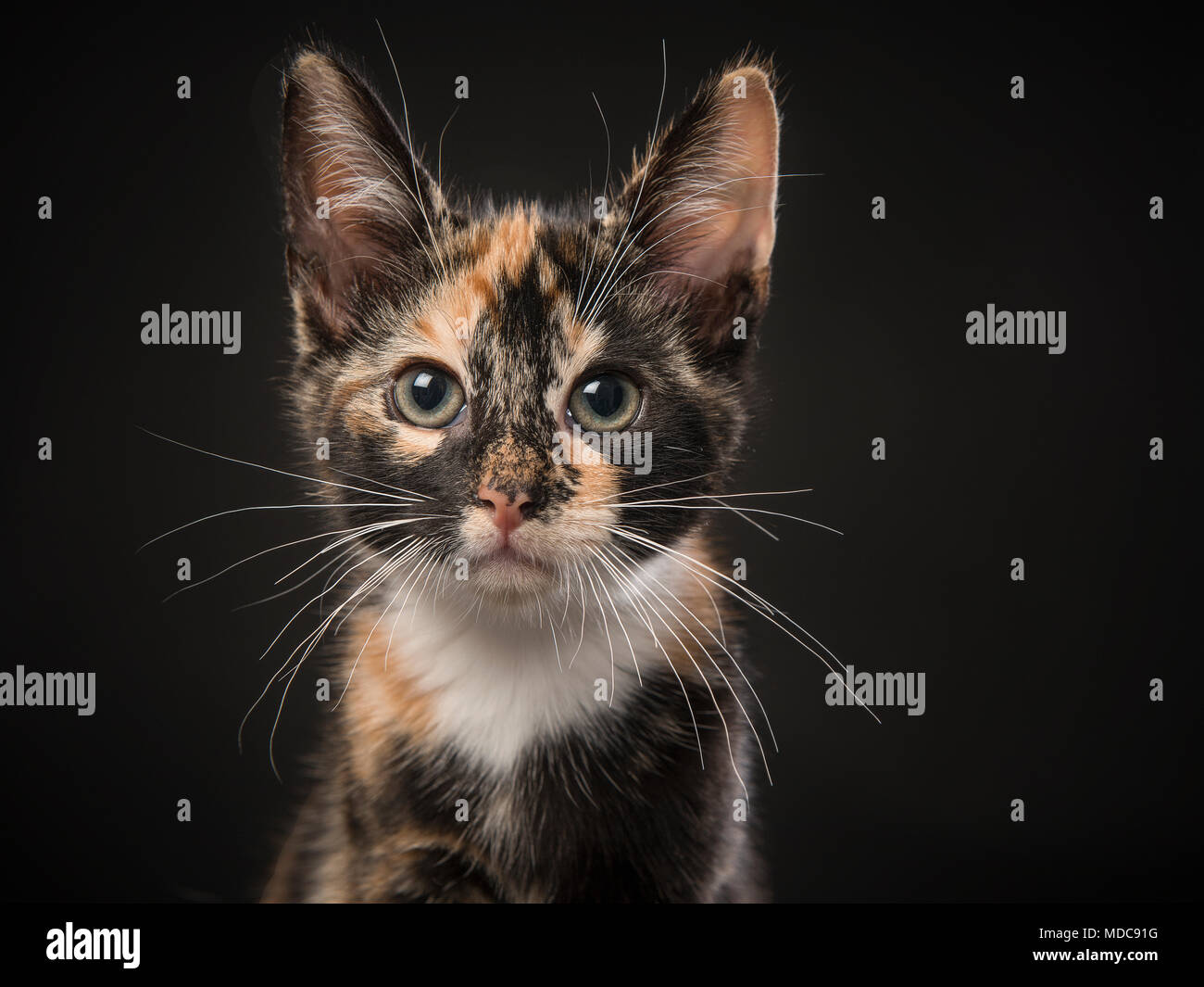 Porträt einer schildpatt Kätzchen suchen an der Kamera auf schwarzem Hintergrund Stockfoto